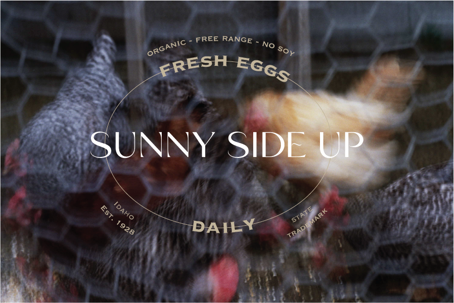 Eggs-2.png