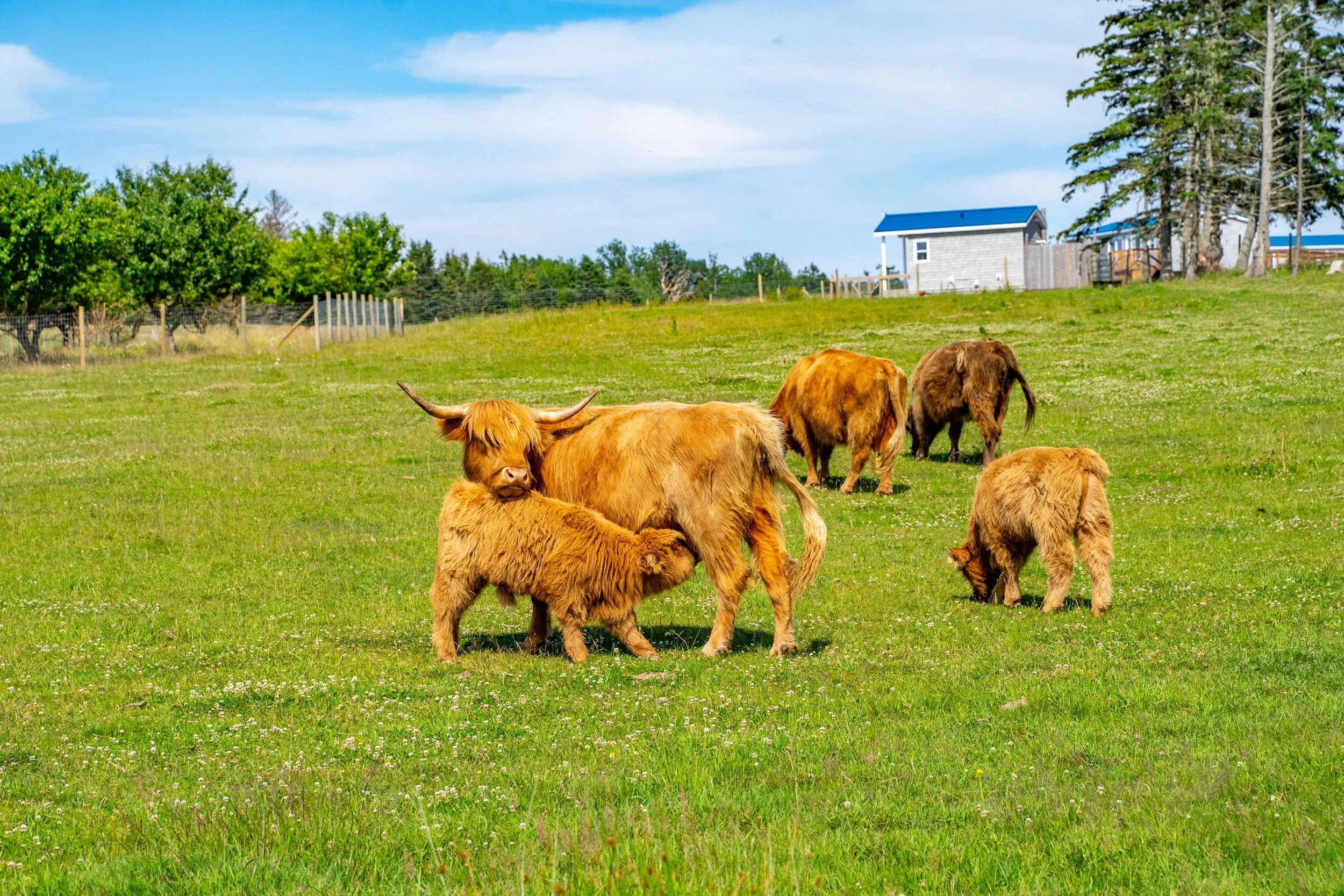 A group of Highland cattle, including one calf nursing from its mother, grazing in a green meadow with trees, a fence, and a building with a blue roof in the background.