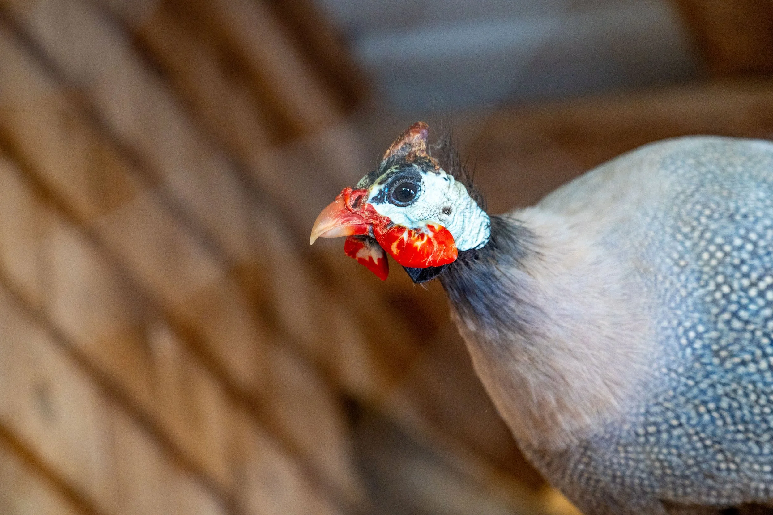 Close-up of a guinea fowl with a colorful face, black eyes, and a distinctive red and white face mask. The background shows a blurred wooden surface.