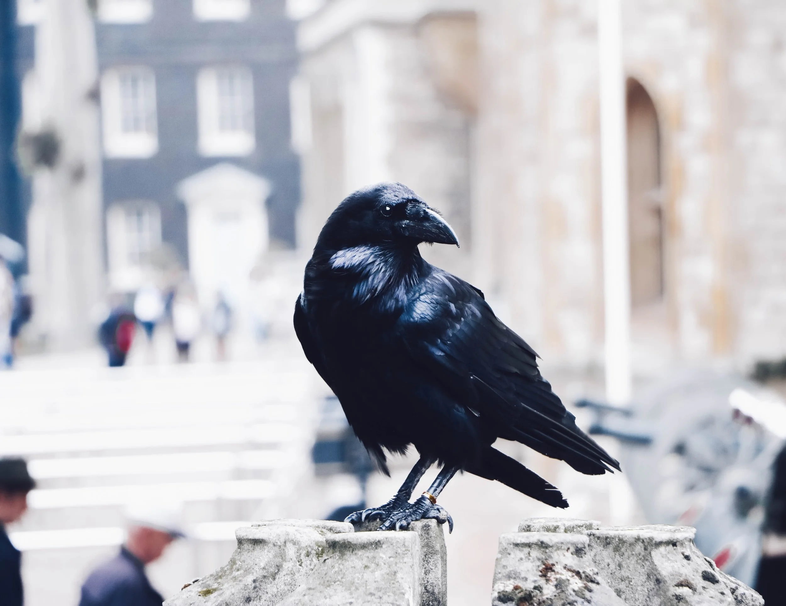 A black bird, likely a crow or raven, perched on a stone surface in an urban setting with blurred buildings and people in the background.