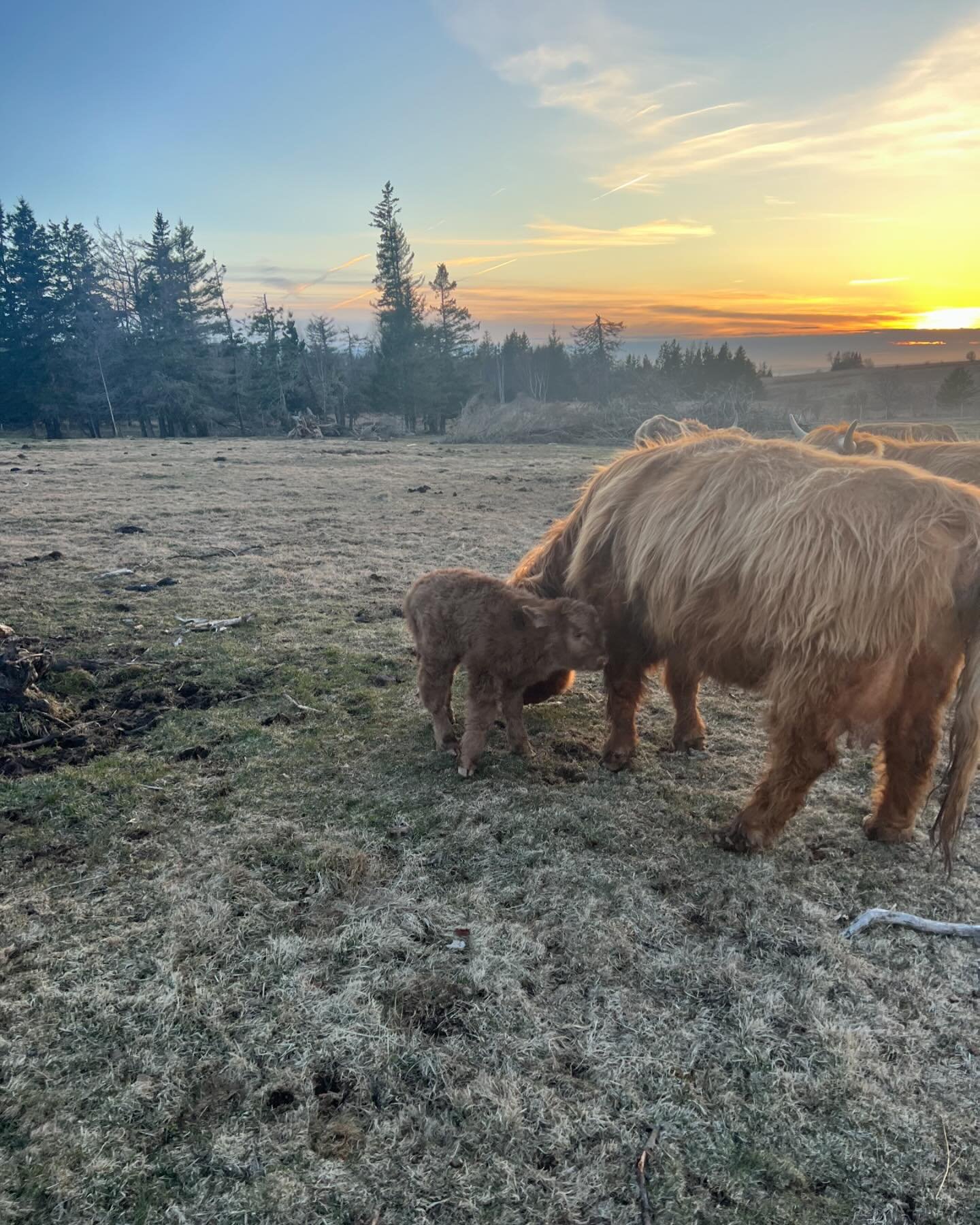 Claire had a baby boy today, meet Chester!
#highlandcow #cutenessoverload #coastalfarmstay #agritourism #novascotiatourism #staynovascotia #farmlife