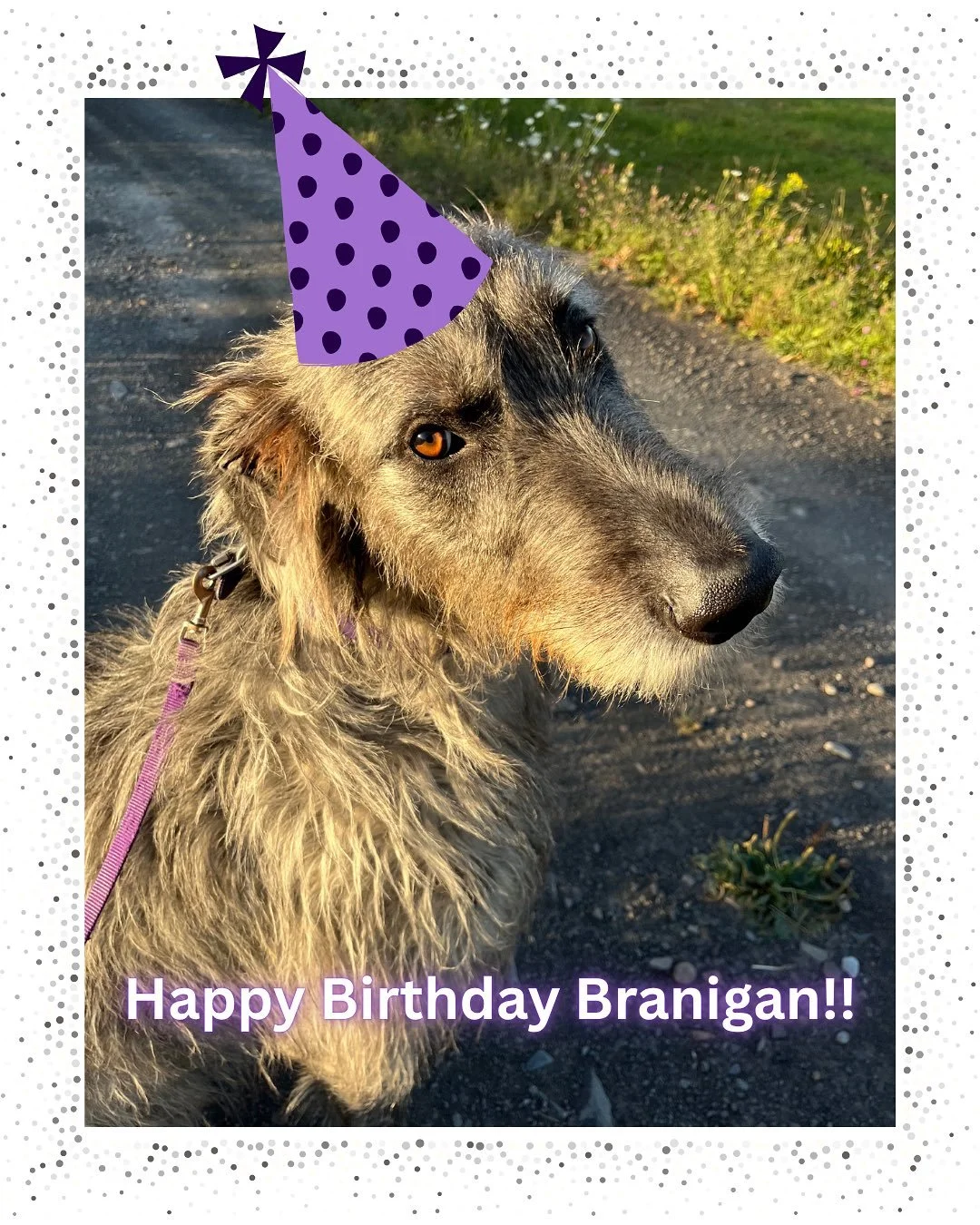 Happy 3rd Birthday Branigan!! You&rsquo;ve grown so much over these past years 🥰🥰 We love you!! 

#irishwolfhound #birthday #littleraven