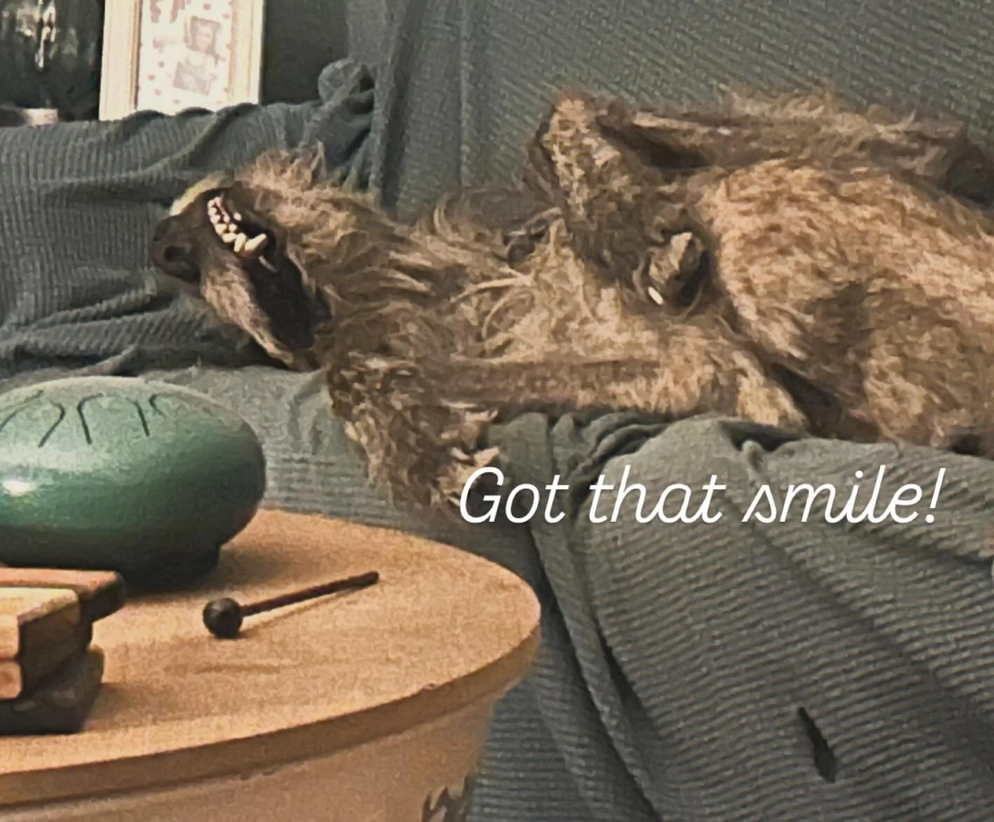 Branigan being, well, Branigan! 💜
#irishwolfhound #irishwolfhoundsofinstagram