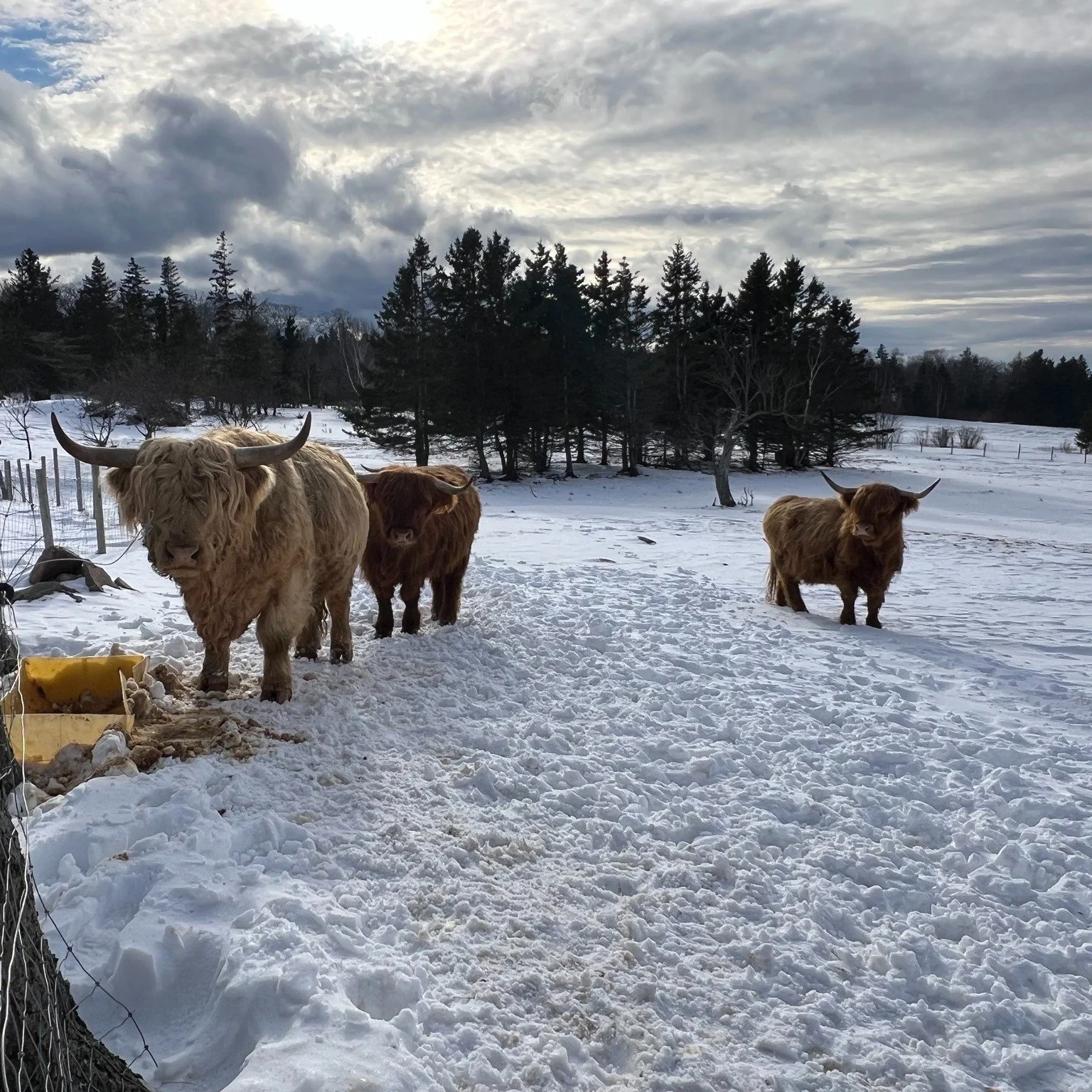 Winter at the retreat ❄

#winter #highlandcow #snow #visitnovascotia #wintergetaway