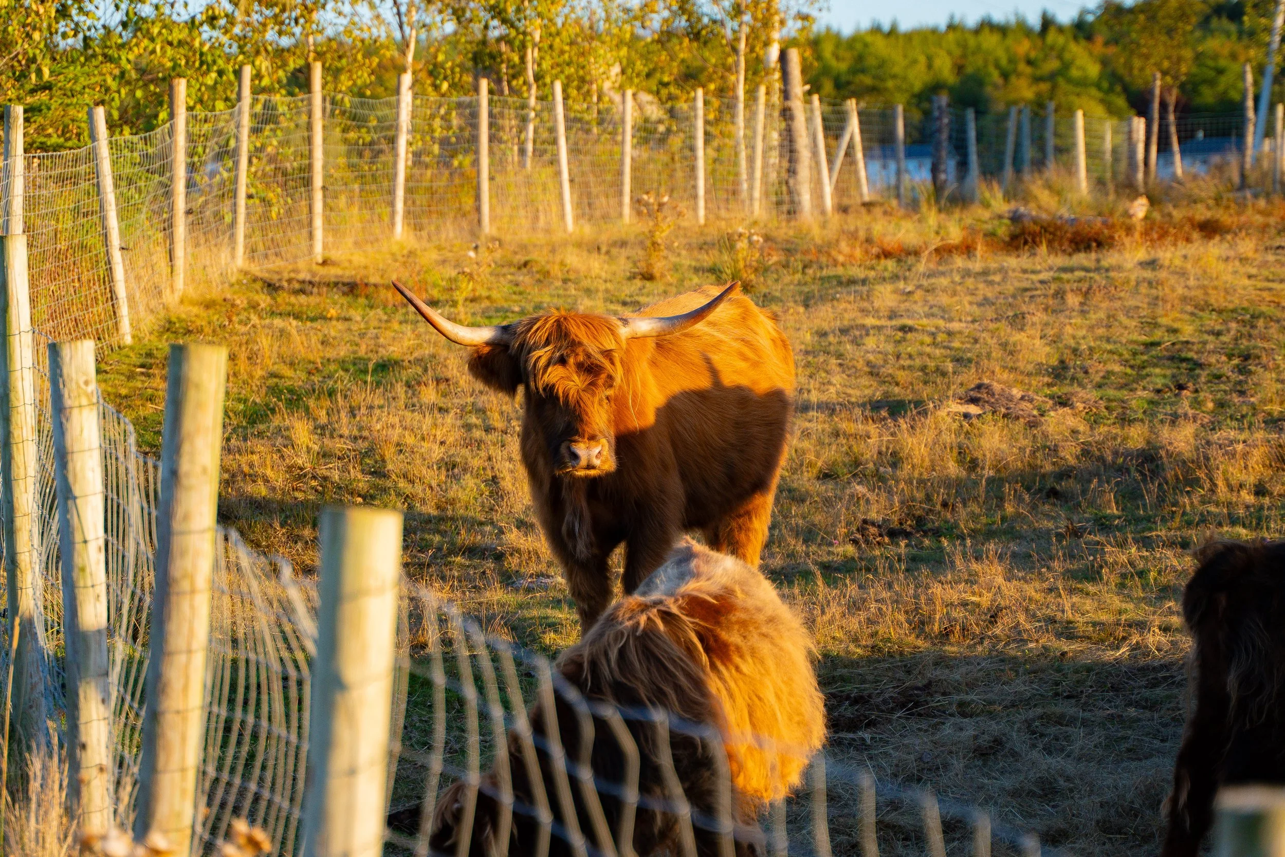 HighlandCowGoldenHour.jpg