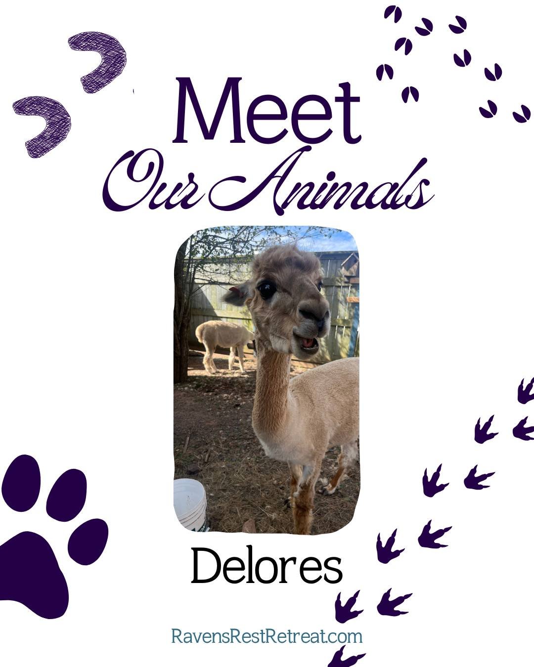 We are starting a new mini-series to introduce some of our animals who will be greeting you at Ravens Rest Retreat during your stay or on our farm tours! First, we have Delores, one of our alpacas. 

You can learn more about Delores, and even have a 