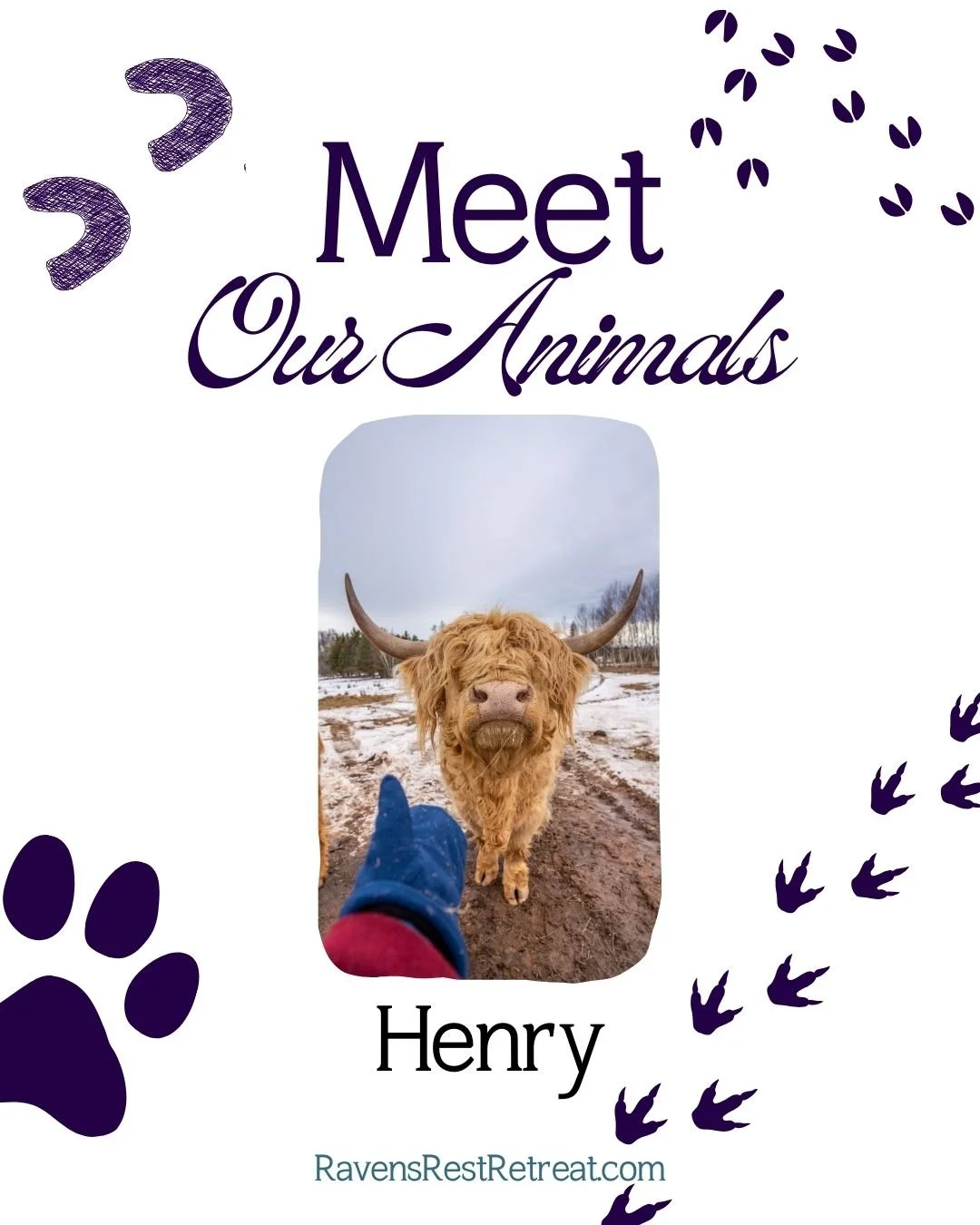 Next on the meet our animals mini-series... Henry!! Come meet Henry and our other 9 Highland cows! And soon there will be highland calves!! It's the time of the year when baby highlanders are born. We can't wait for you to meet them!

Farm tours are 