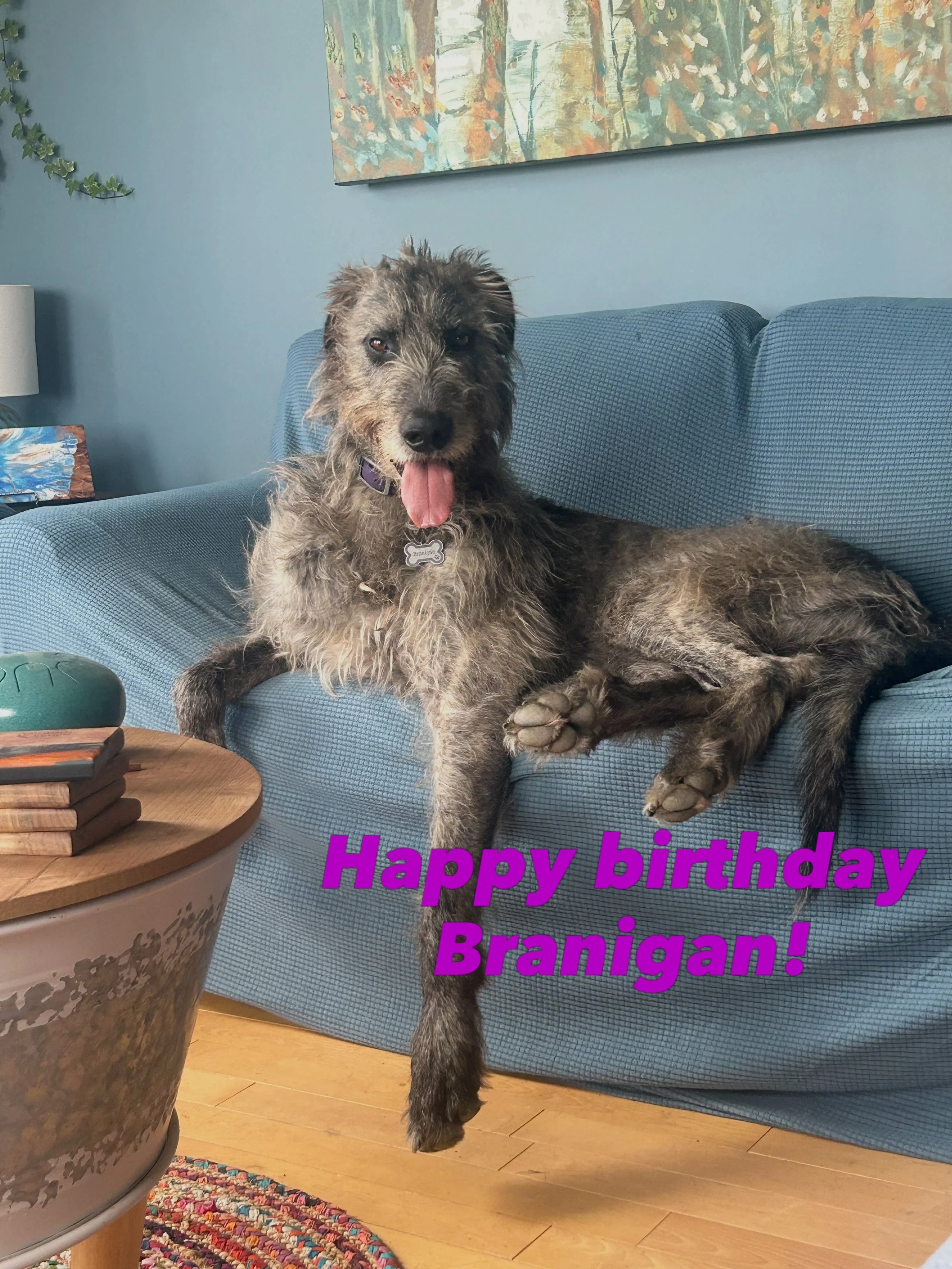 Guess who turned 4?! 💜
#irishwolfhound