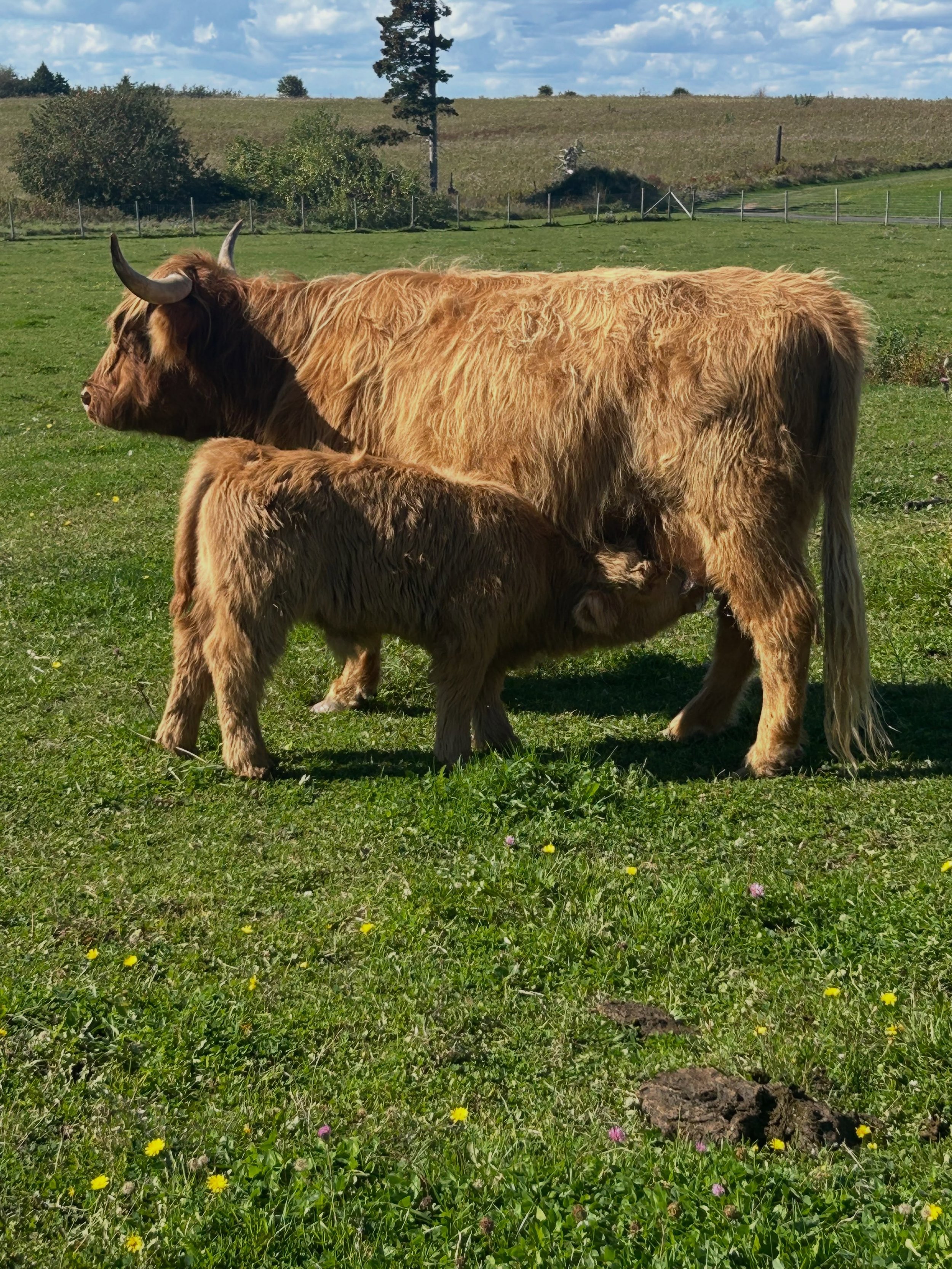 Absolutely one of my favourite things to do is to facilitate farm tours for my guests! 💜 Jenny and her two month old baby Jeremiah!
#visitnovascotia #explorecanada #highlandcow