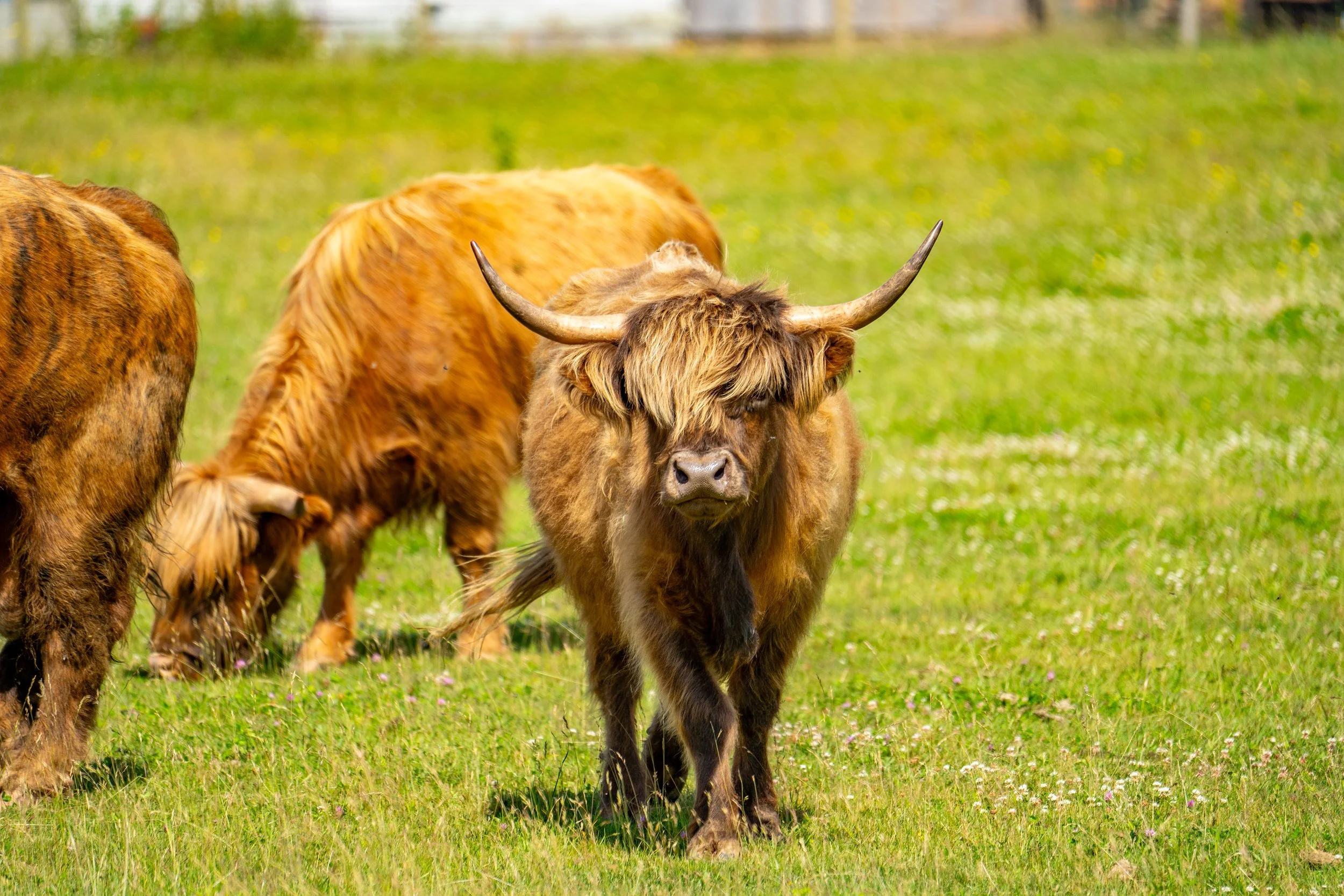 A group of Highland cattle grazing in a grassy field, with one animal prominently in the foreground and others in the background.