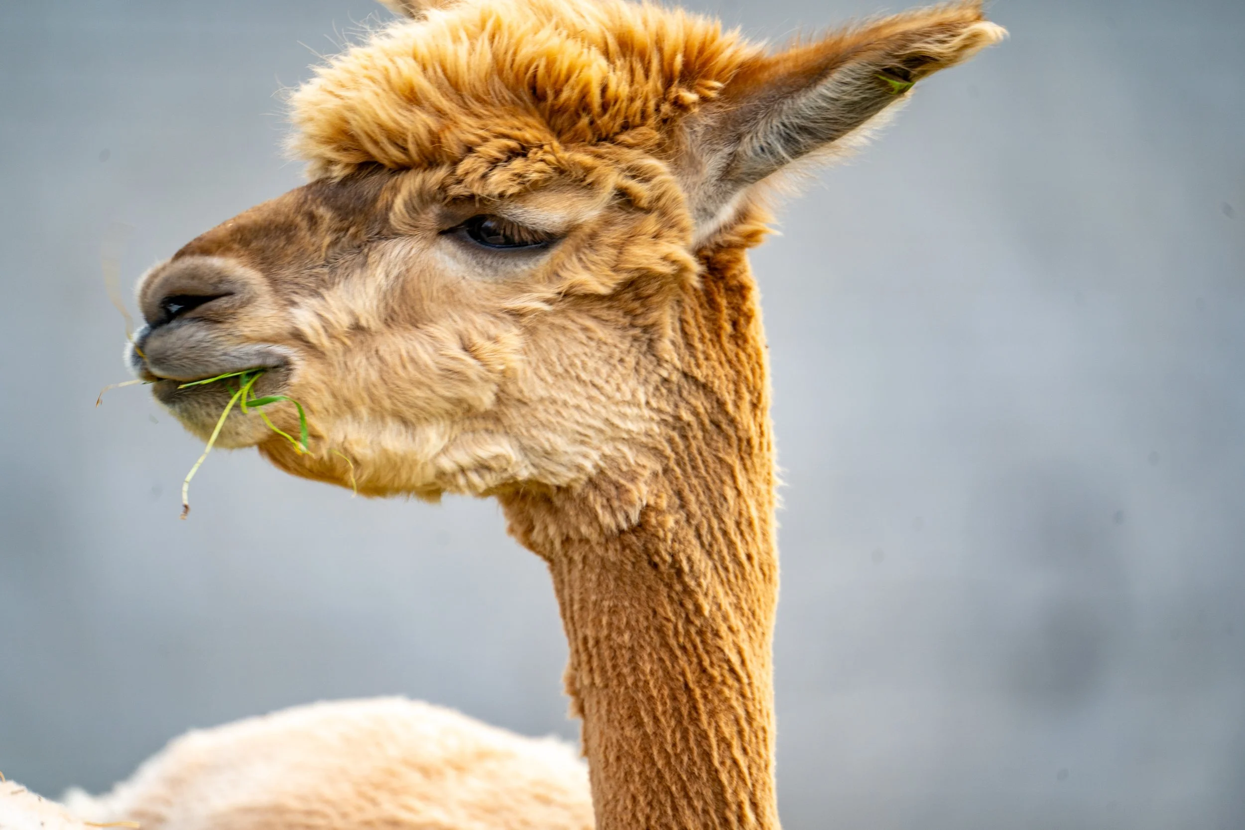 Alpaca eating a blade of grass