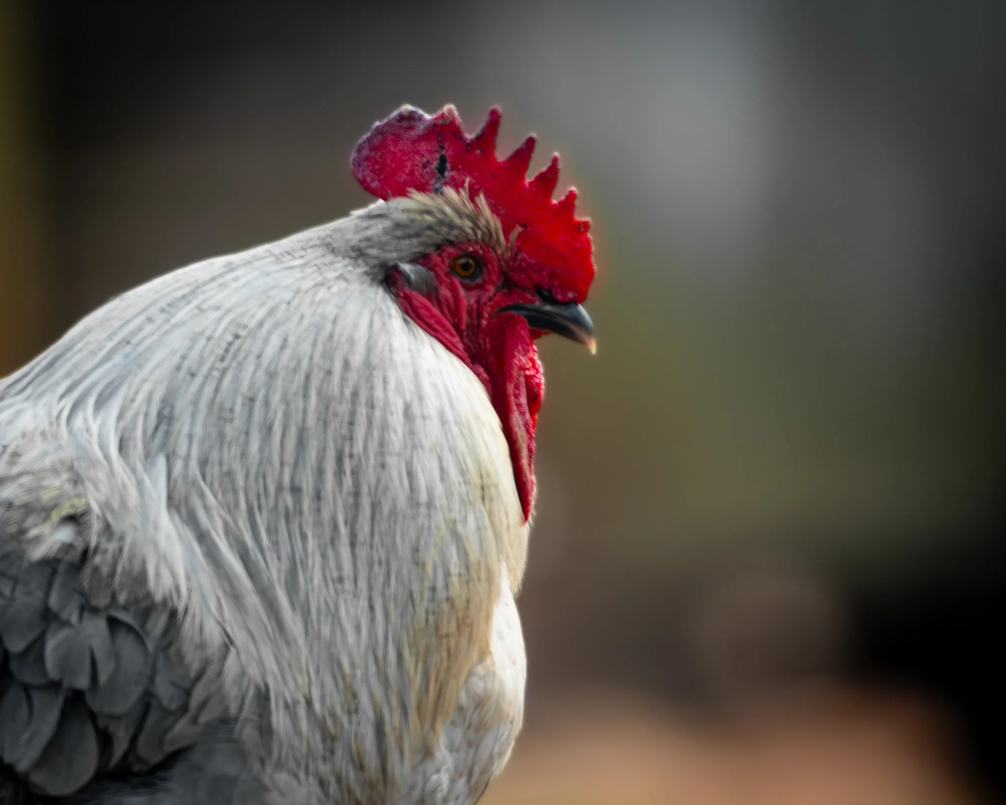 Rooster head with clear view of comb
