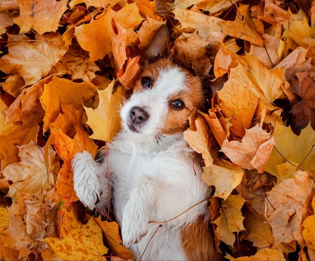 Ready for a fun weekend! 🐶 🍂⁣
#LimitedToo