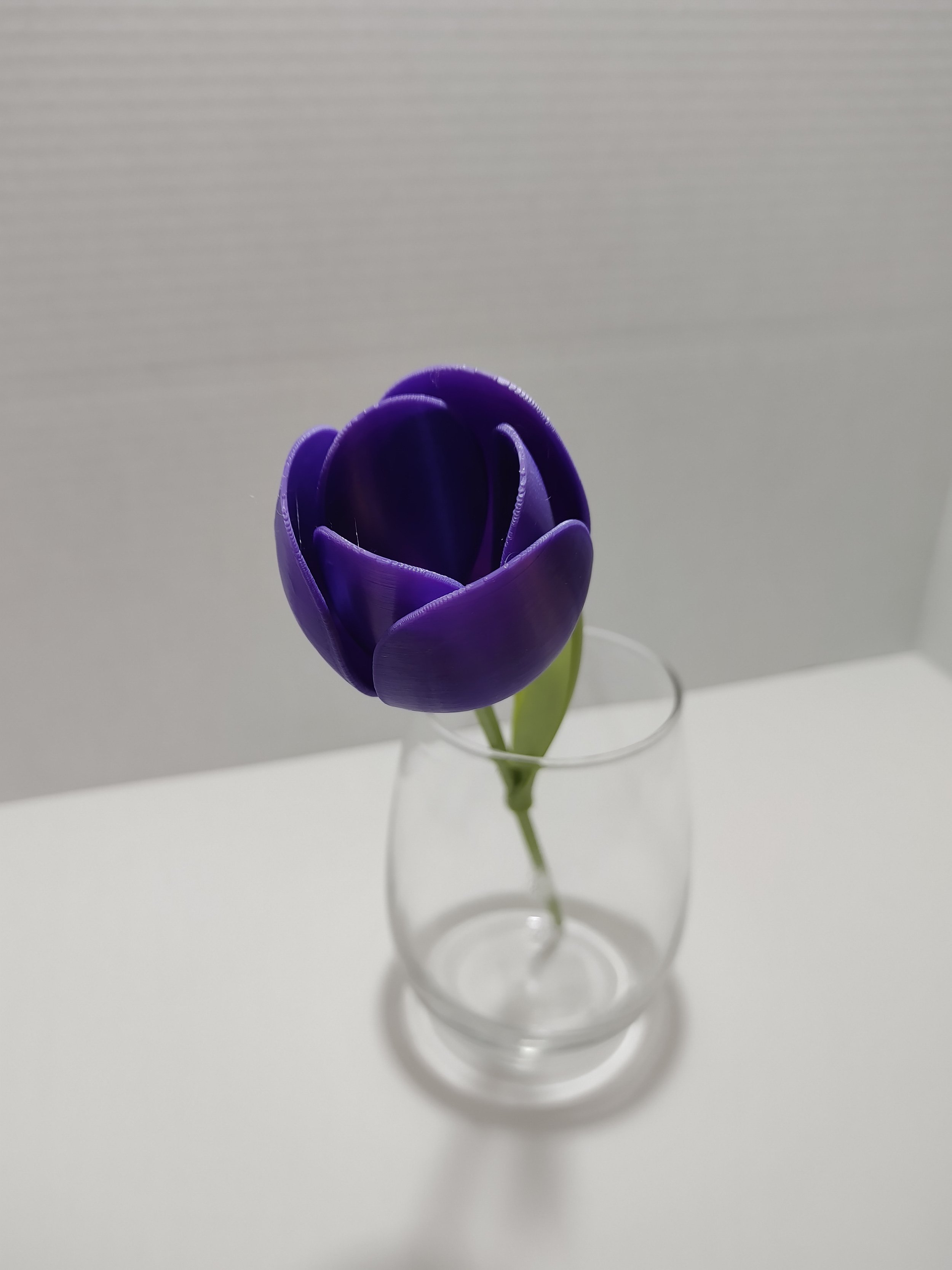 Purple Tulip no vase