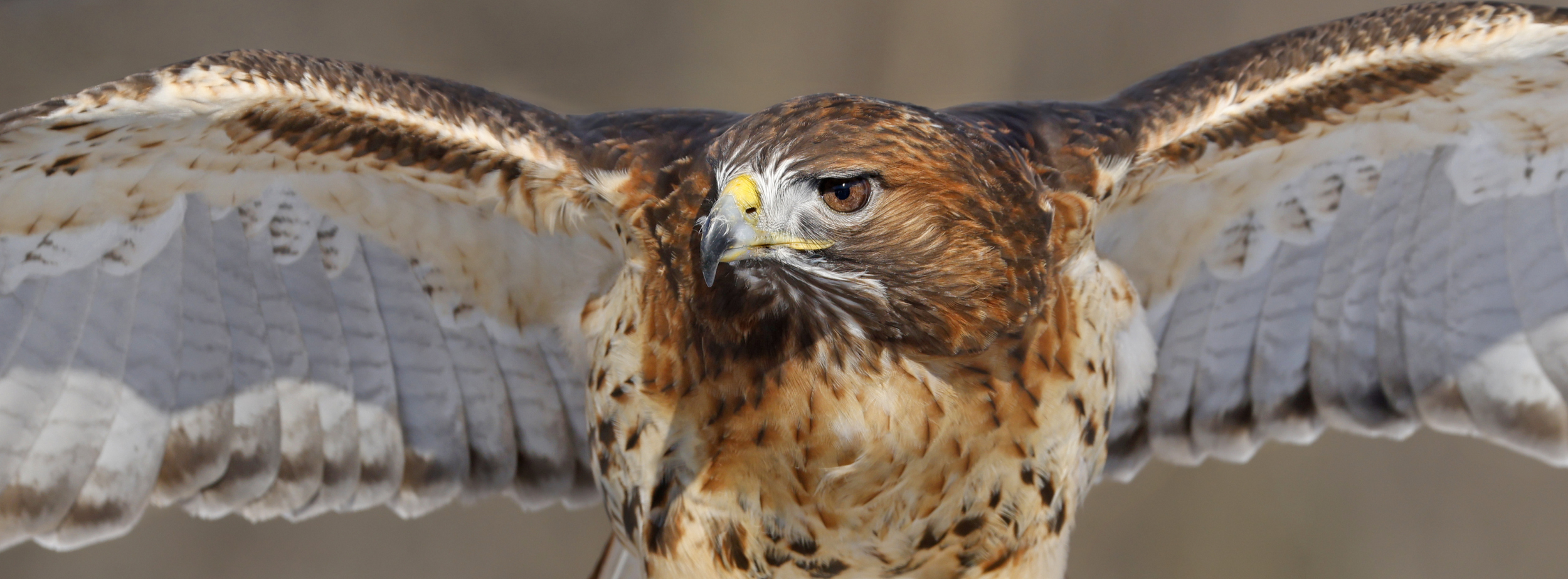 Obe Raptor The Ojai Raptor Center