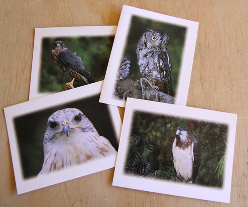 Birds of Prey Photo Cards
