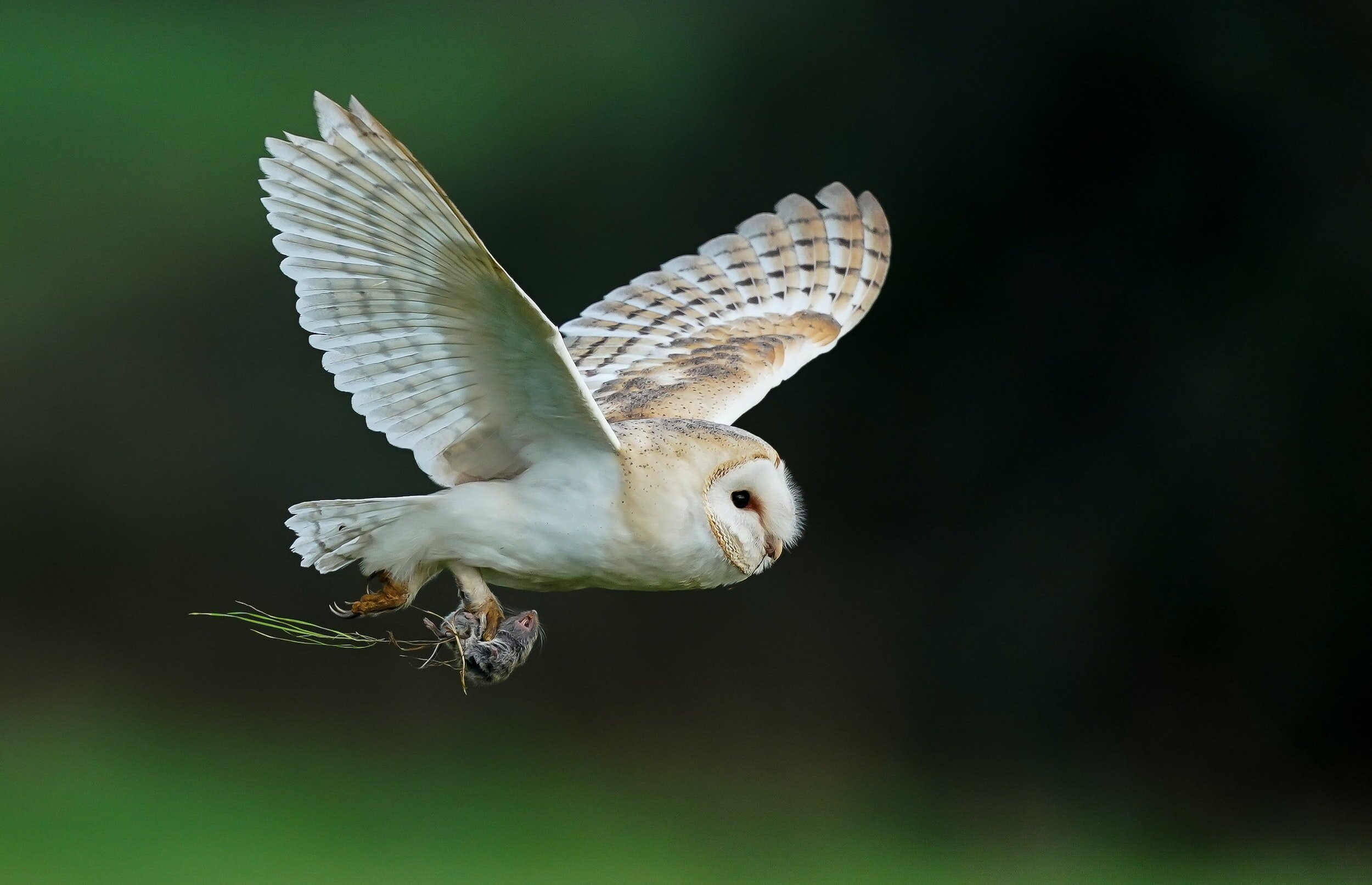 Barn Owl with mouse