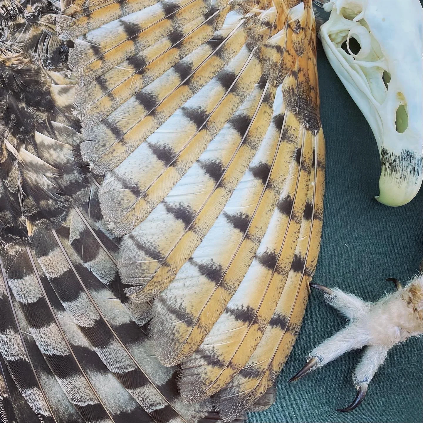 Tiny Talons
