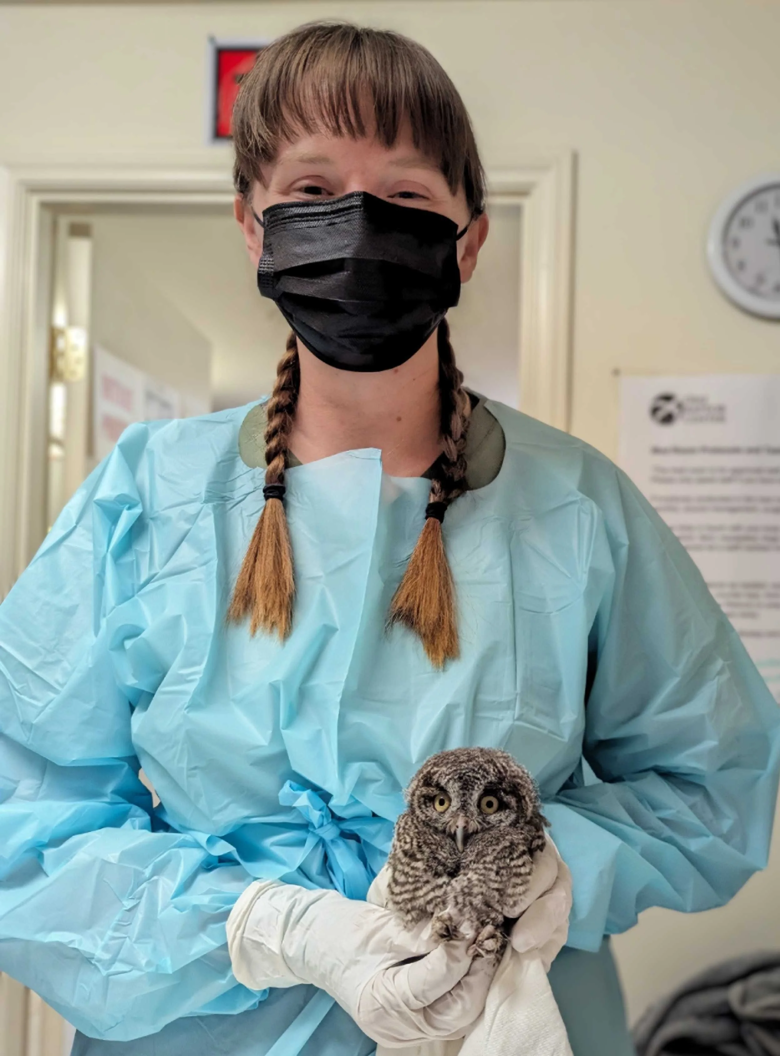 What Is Wildlife Rehabilitation? | Support Wildlife Recovery Today ...
