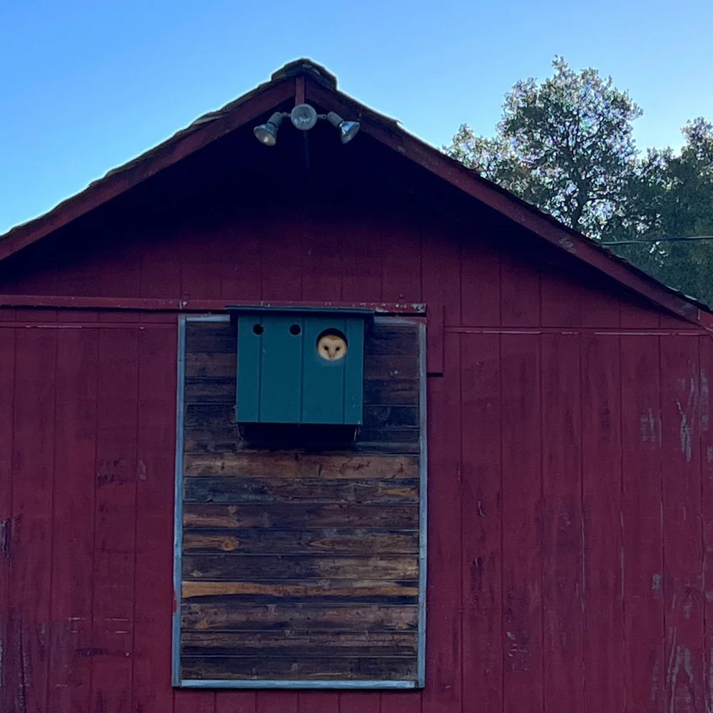 Owl Boxes & Raptor Perches | Support Wildlife Habitats — Get Involved ...