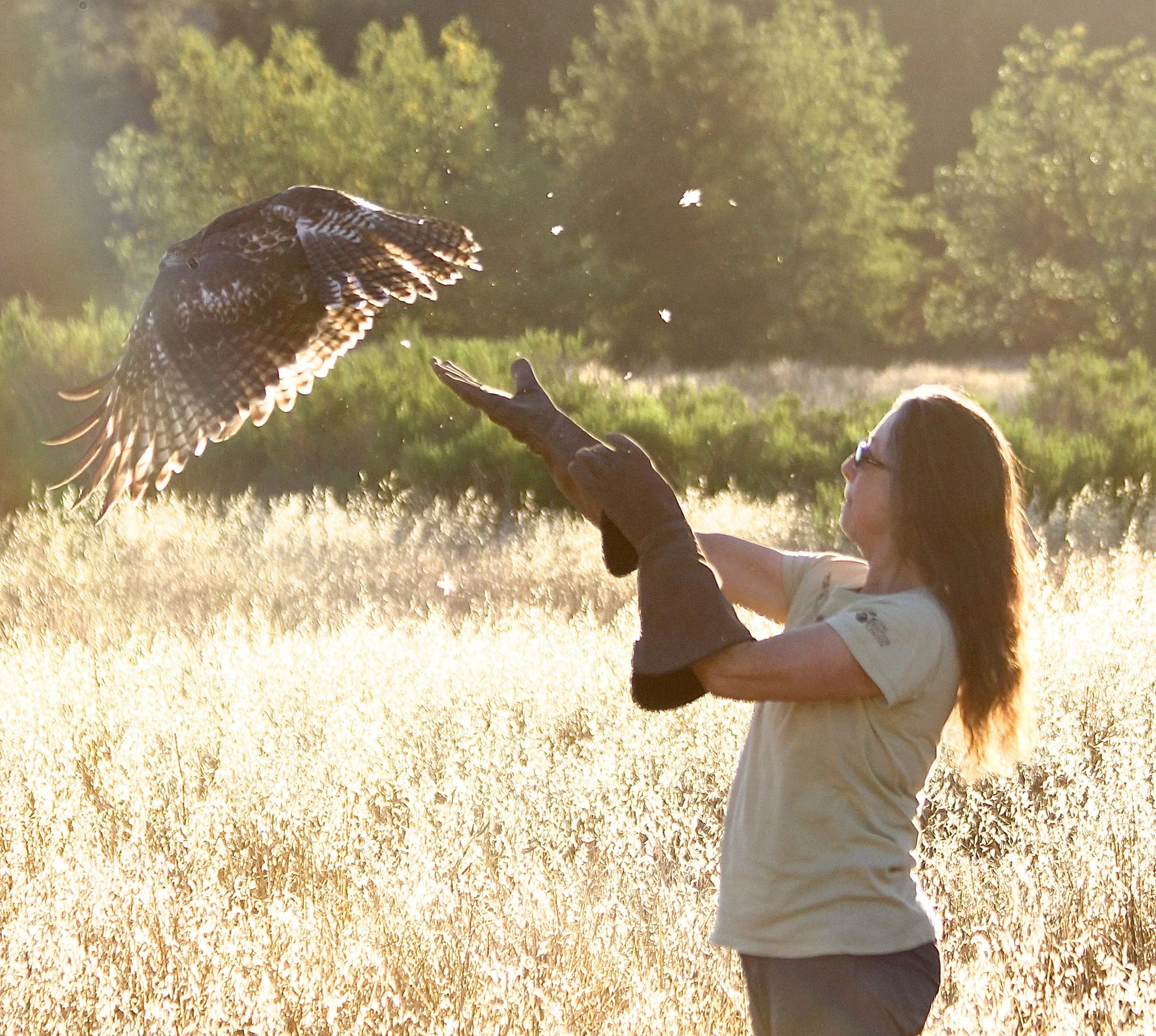 Kim - Releasing Hawk.jpeg