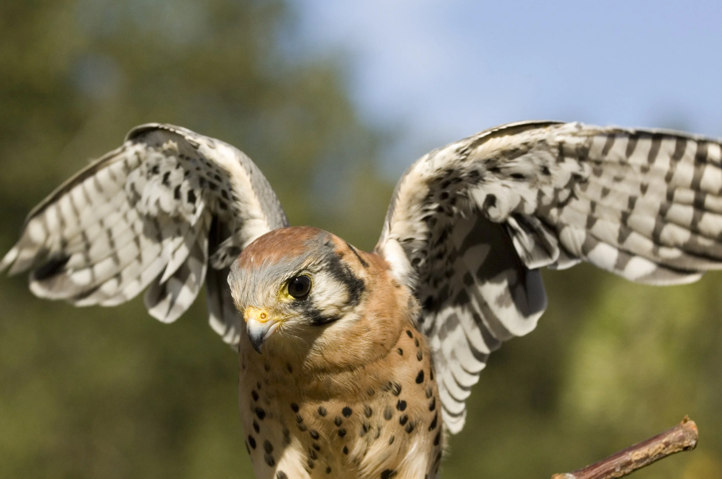 Internships & Externships | Explore Raptor Care Opportunities Today ...