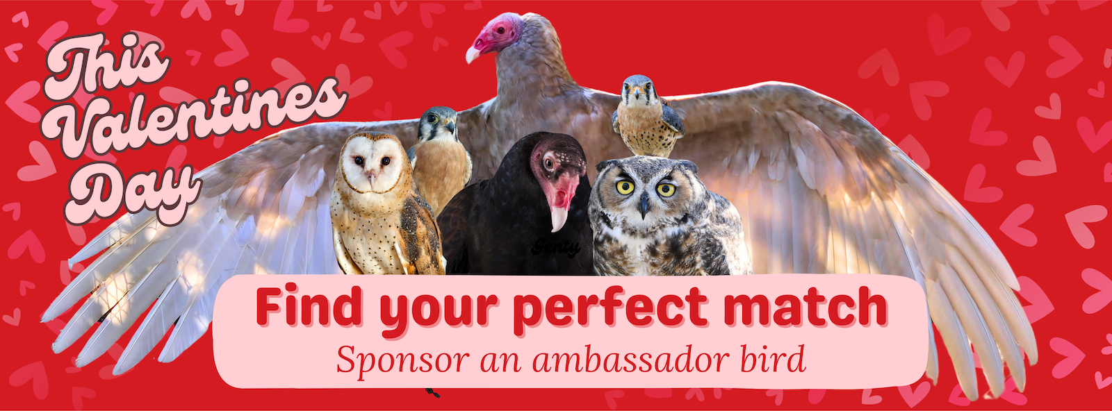 Valentine's Day themed image with various birds including an owl, turkey vulture, owl, and hawk, set against a red background with pink hearts, text reading "This Valentines Day," and a pink banner saying "Find your perfect match, Sponsor an ambassador bird."