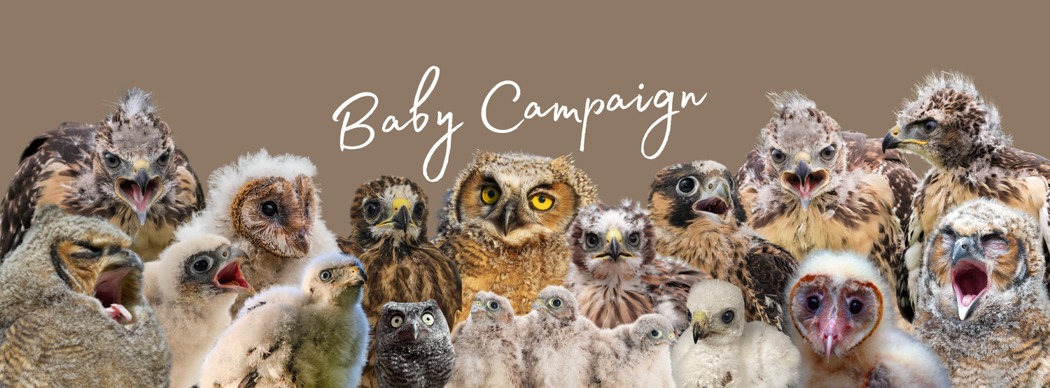 The Ojai Raptor Center