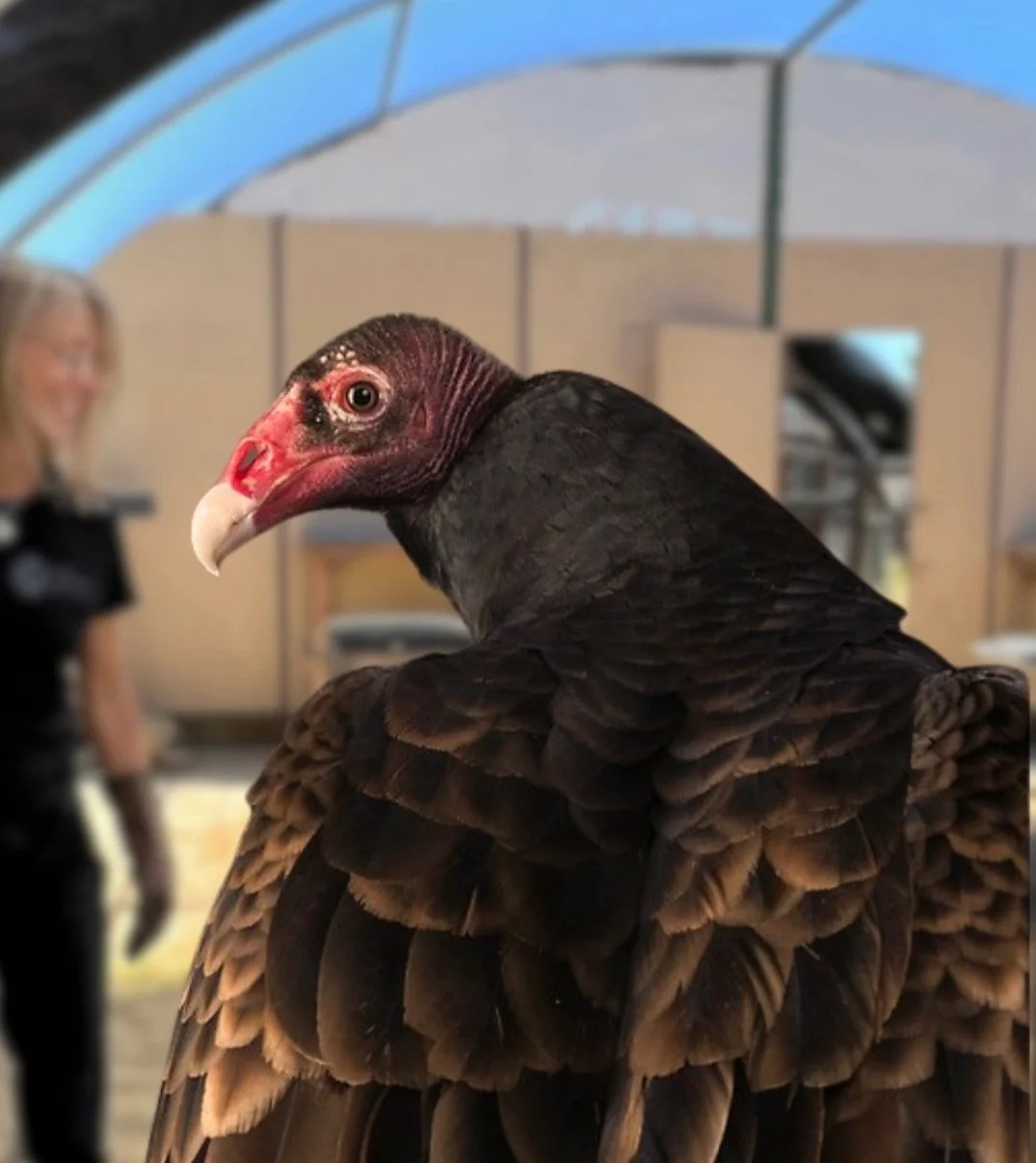 RaptorsAreTheSolutionProgram — Ojai Raptor Center
