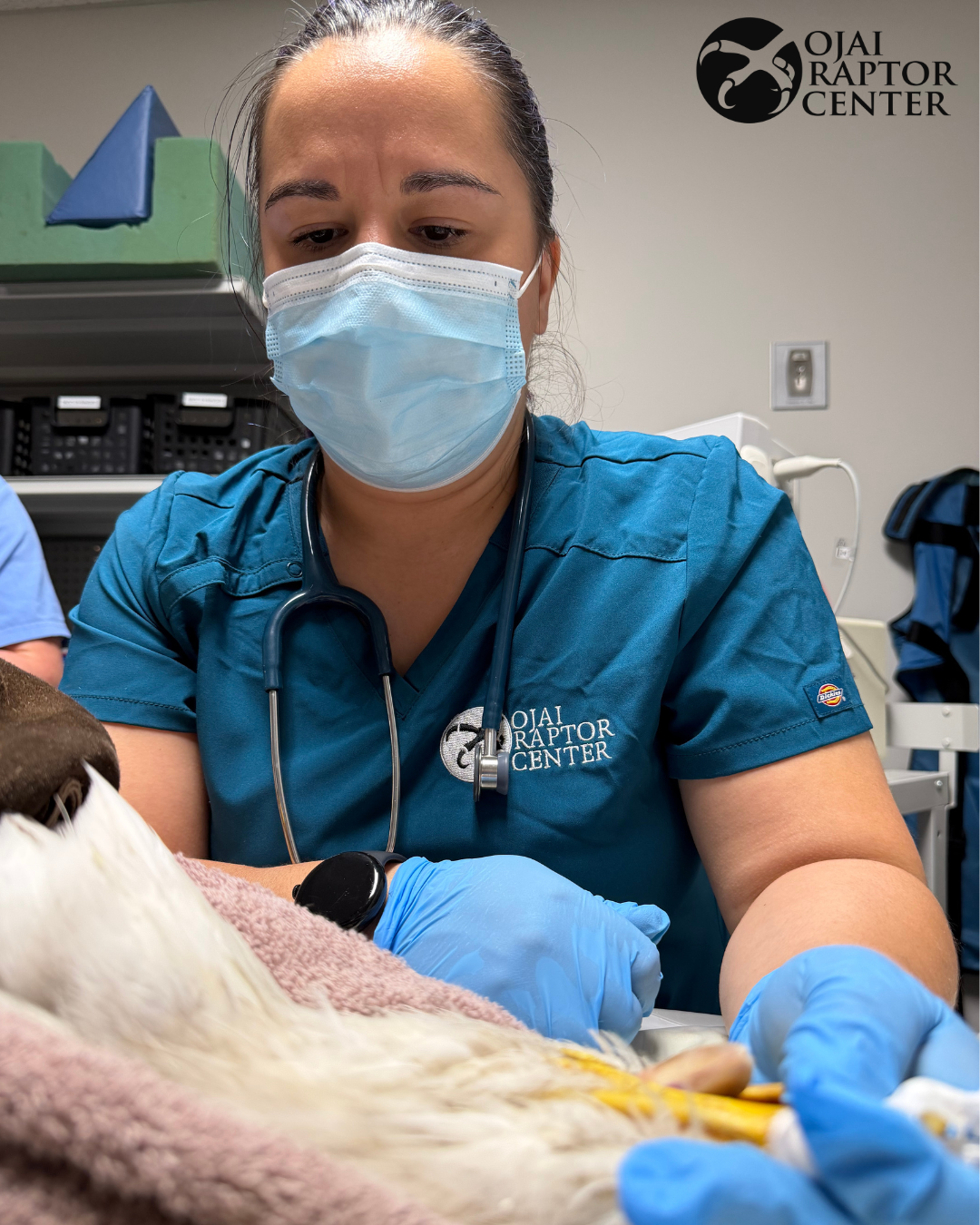 Dr Kat monitoring vitals during anesthesia. 