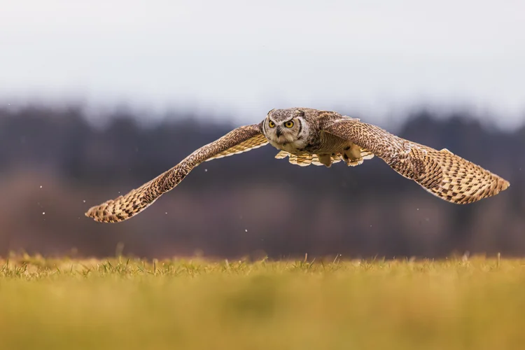 Field Trips | Explore Raptors Today — Book a Field Trip — Ojai Raptor ...