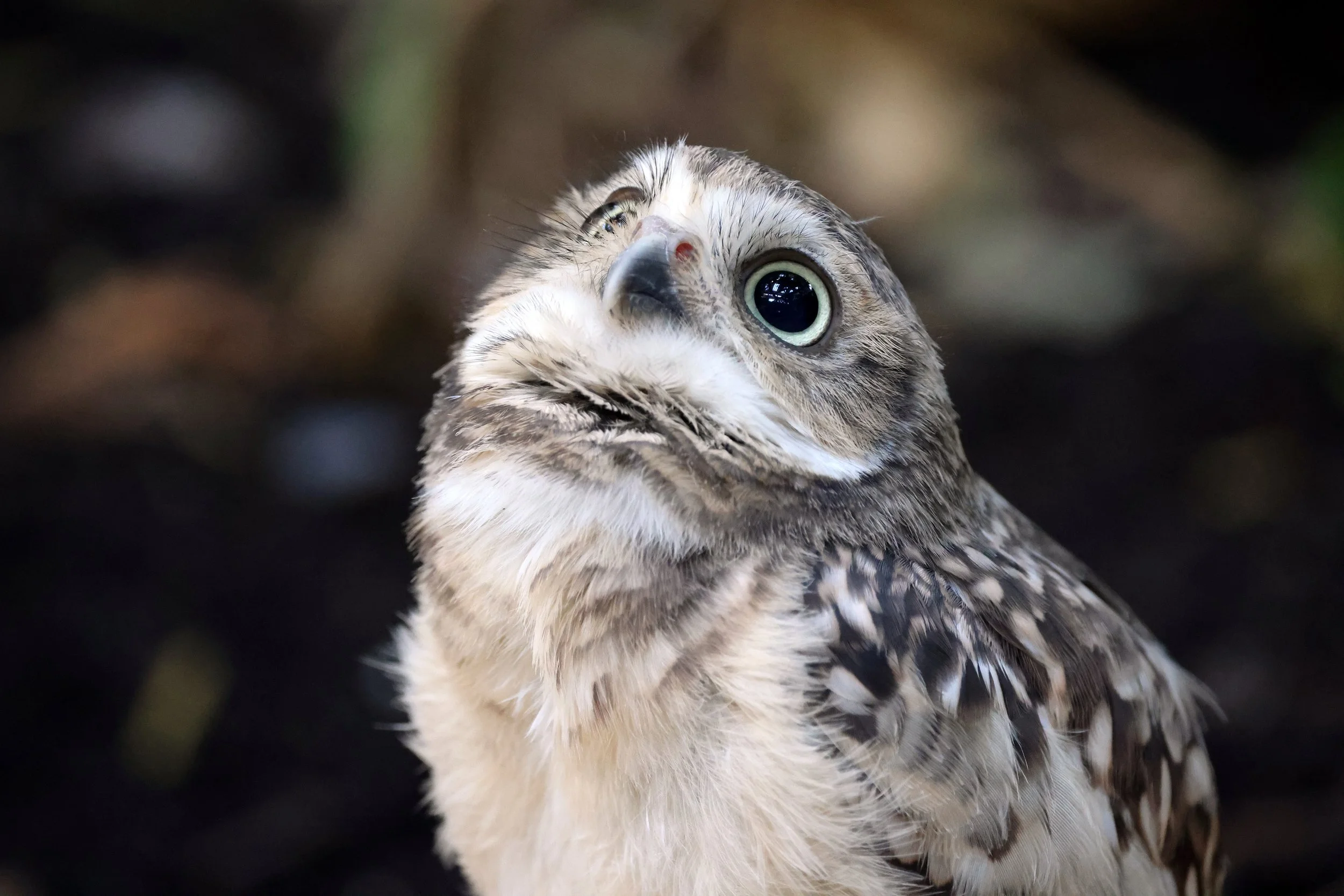 The Ojai Raptor Center