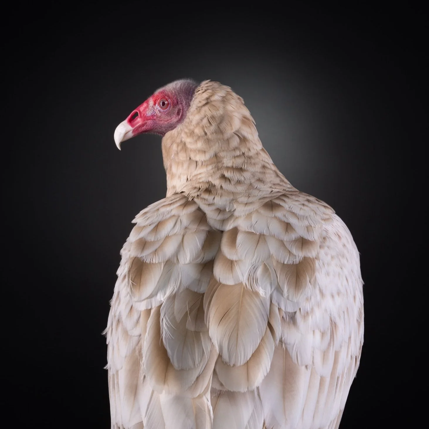 General 1 — Ojai Raptor Center