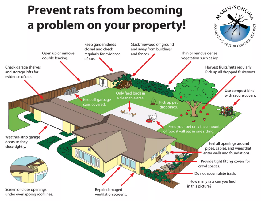Humane Rodent Control and Removal