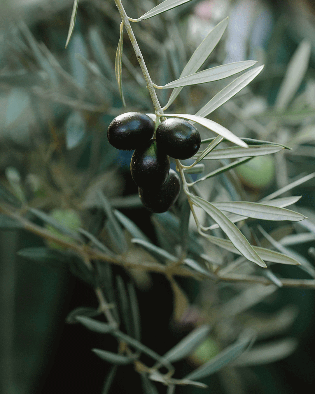 Ripe black olives on a Mediterranean olive tree branch, illustrating the longevity of brands that age well.