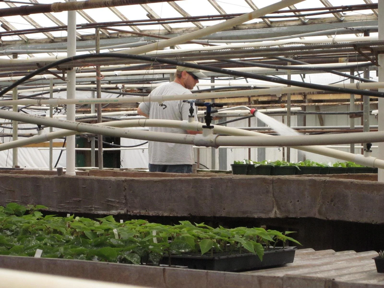 greenhouse grower watering flowers in preparation for shipping flowers to other countries