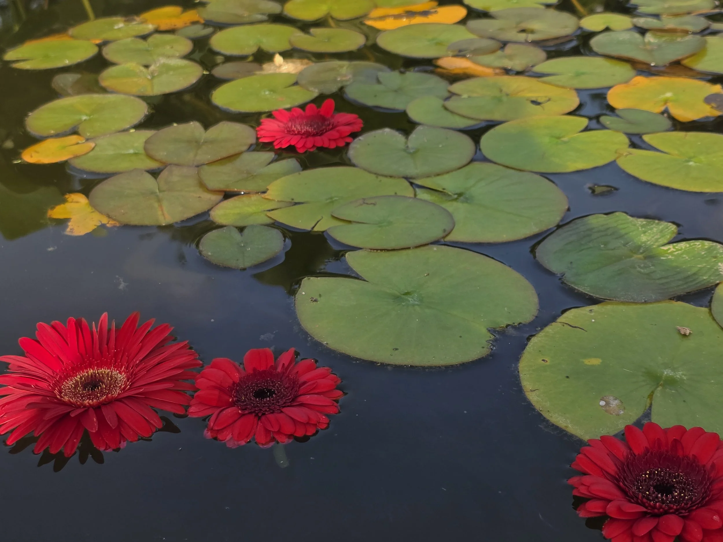 A Wedding in Claude Monet's Giverny France