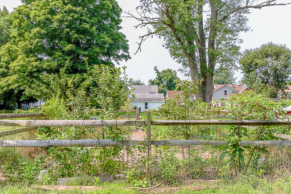 34 Elm from rear towards house.jpg