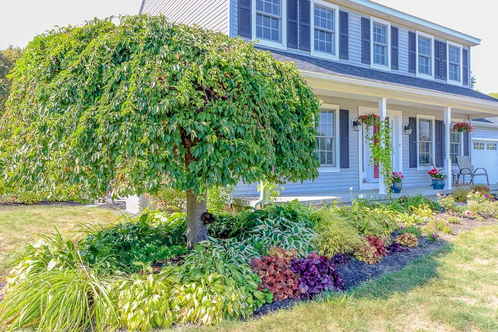 144 Blossom front landscaping 