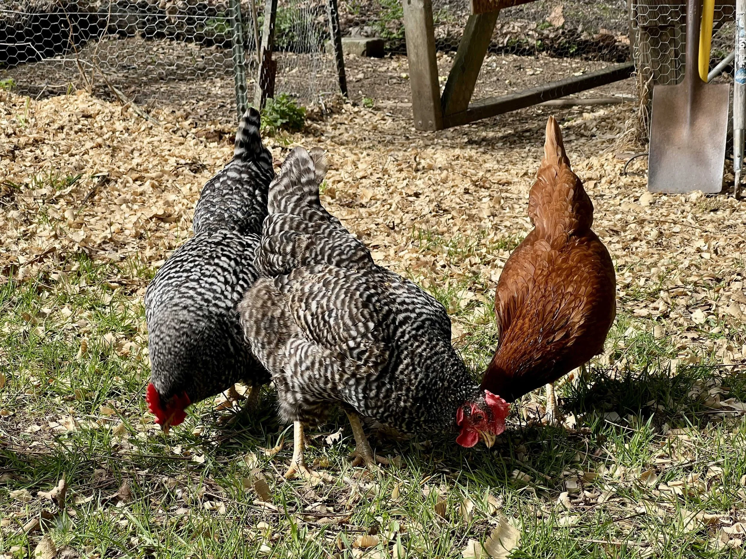 1204 B CR9 landlord's chickens
