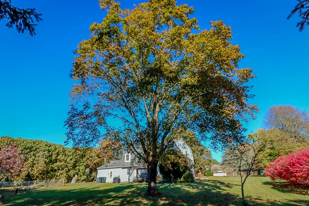 46 Hawthorne backyard tree.jpg
