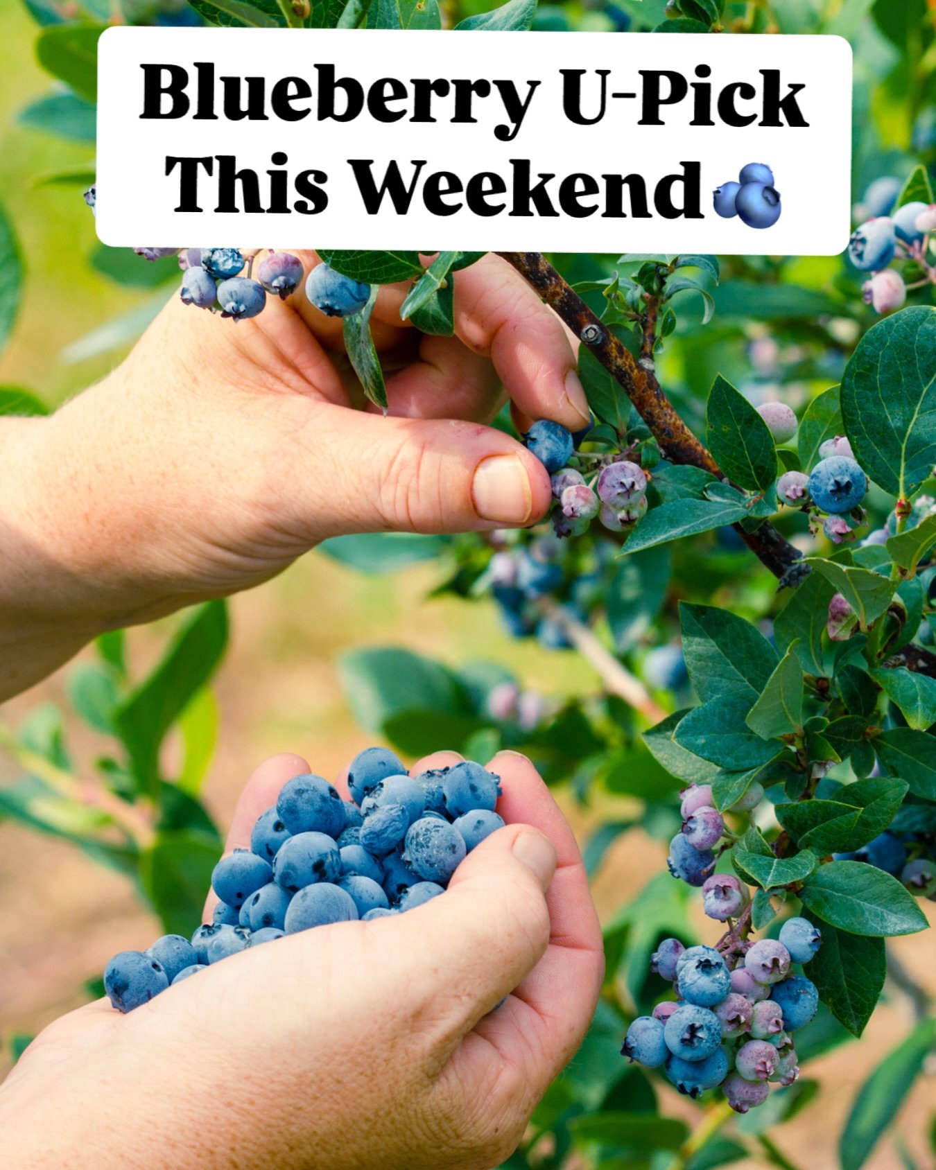 Our blueberry bushes are jam packed with sun-ripened organically grown blueberries. Grab your ticket for a weekend of fresh pickin&rsquo;. Tickets available in bio! 

🫐Reservation only! Spots limited🫐

#bonsall #bonsallcalifornia #fallbrook #bluebe