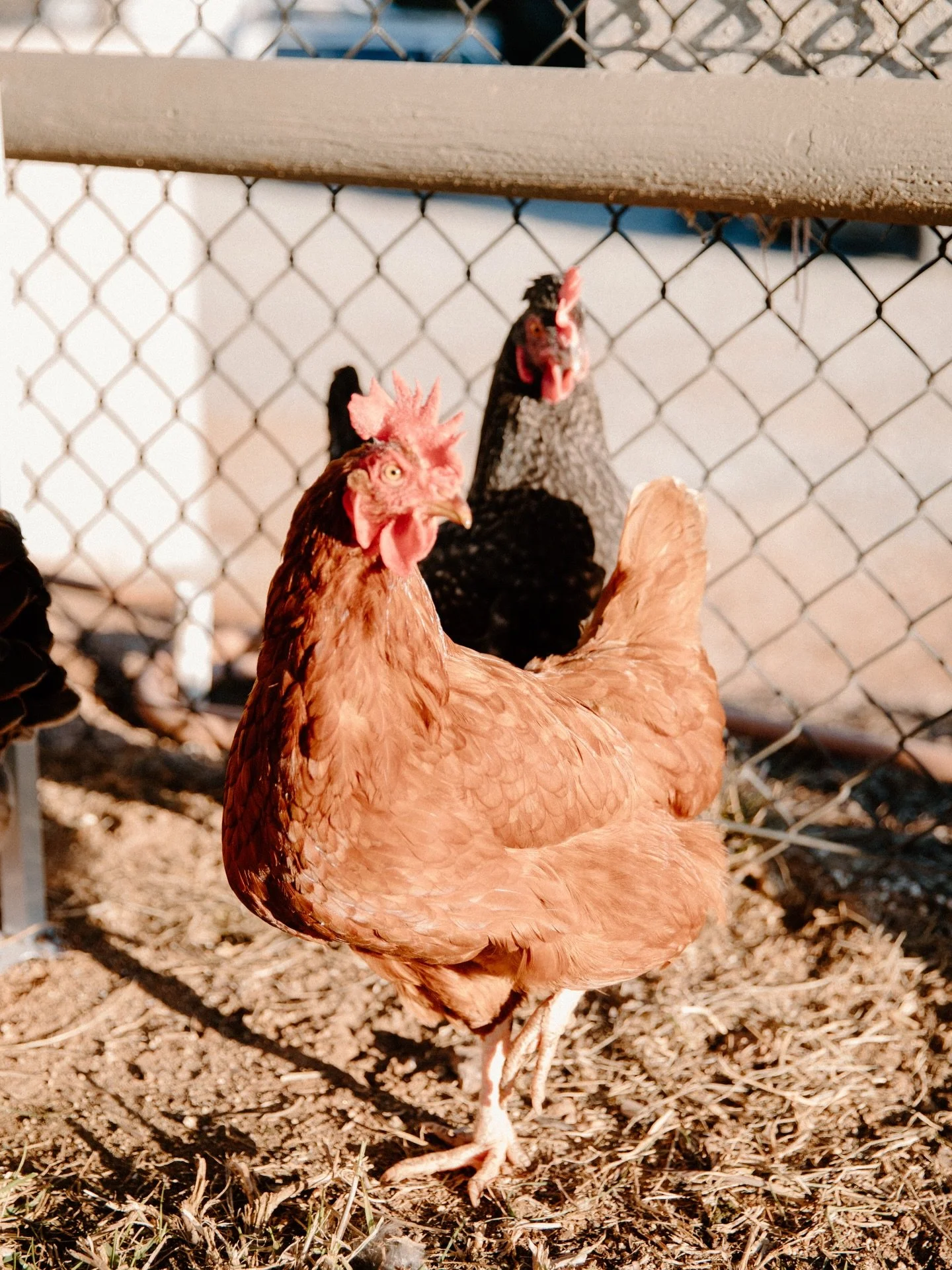 Our ladies love the December sun! 

Photo: @rooted_in_reverence