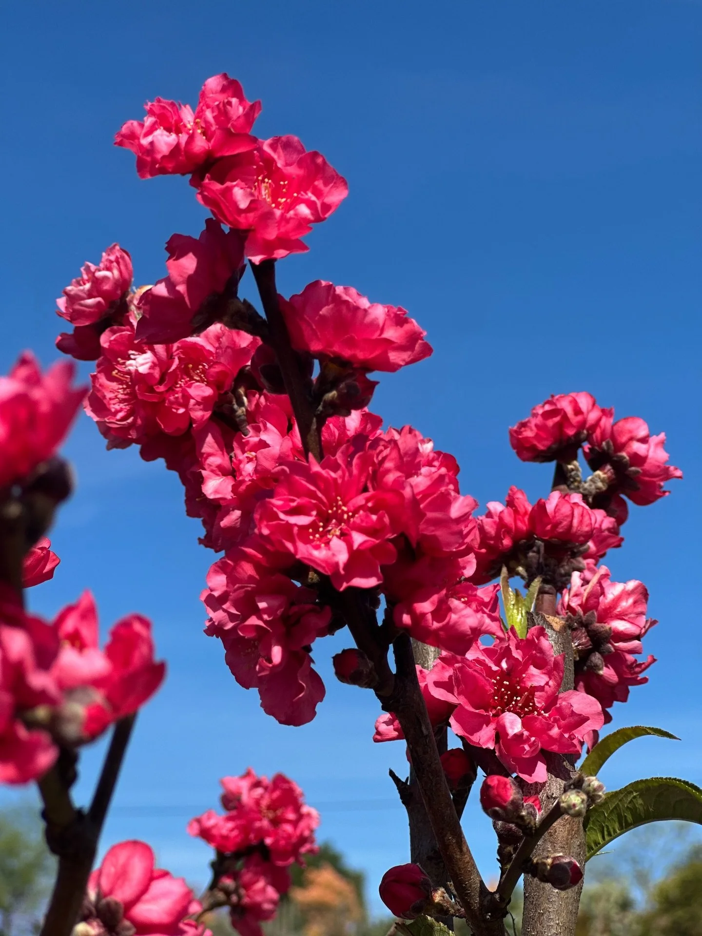 Spring is showing off right now at the farm and it&rsquo;s hard not to feel hopeful. New blooms, fruit trees waking up, blueberry bushes coming to life, and native pollinator plants buzzing with purpose. It&rsquo;s a reminder that even when everythin