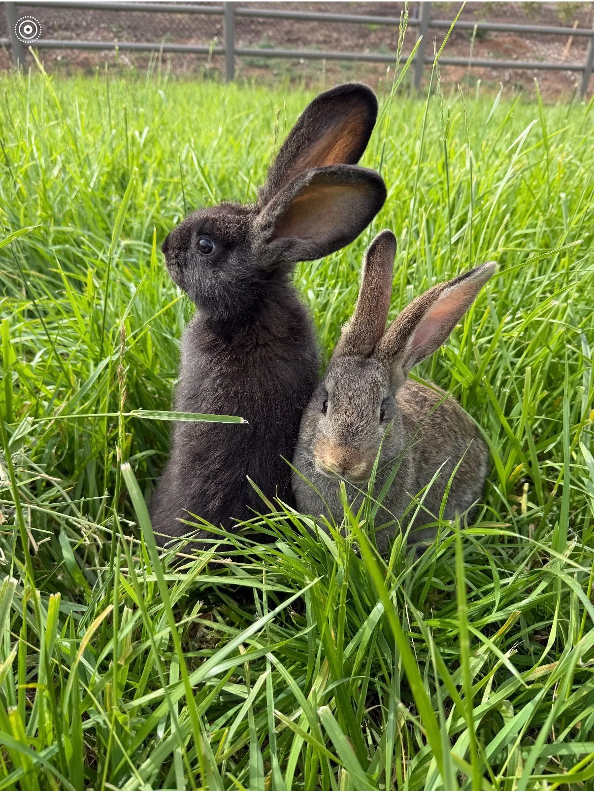 We are so excited for our baby giant Flemish rabbits. Yesterday was the first time they experienced the pasture! They are growing fast. Soon they will be jumbo size! We can&rsquo;t wait to invite you all out this coming blueberry season to meet our f