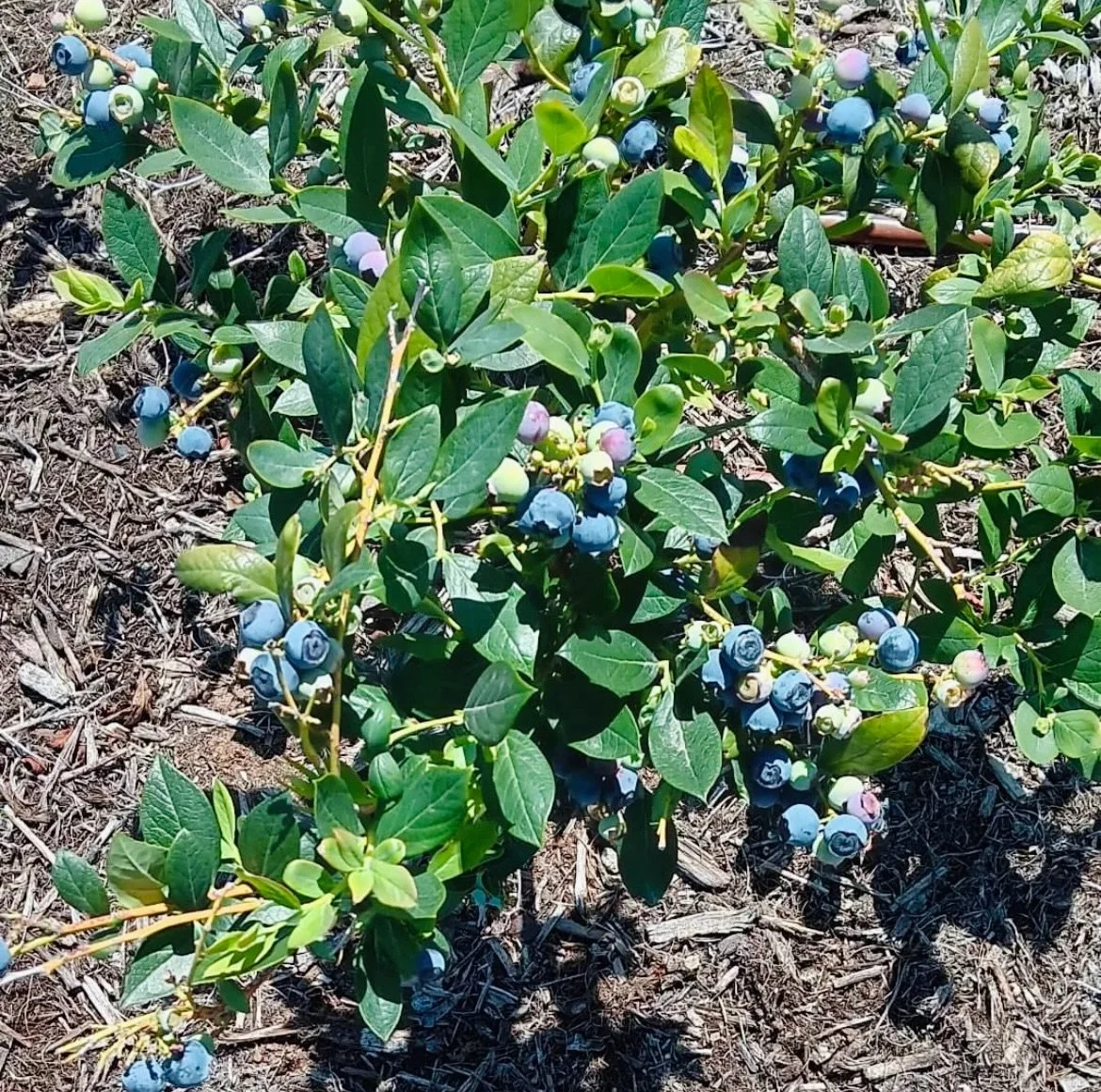 U-Pick Blueberry Season is right around the corner🫐 Please sign up for our email list on our website for first dibs on tickets. Link is in the bio. Because our plants are still young, we will have a limited supply of berries for picking. Thanks for 