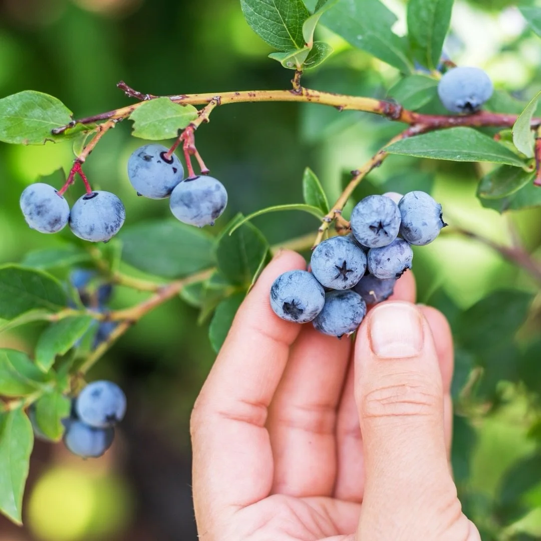 U-pick blueberry season is almost here. Stay tuned friends.