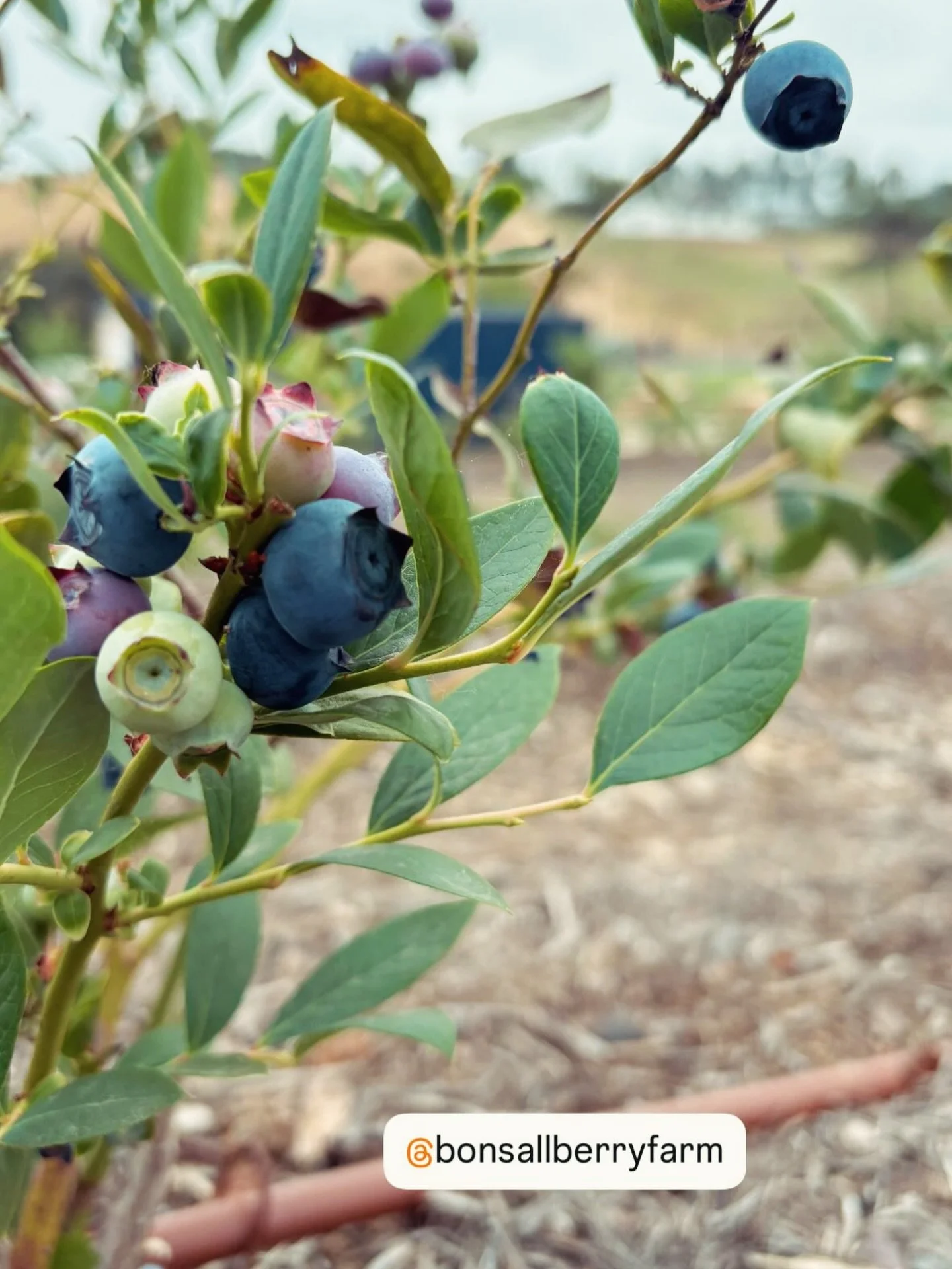 Sun-ripened blueberries are coming in beautifully at Bonsall Berry Farm.

Our u-pick harvest will be offered in limited daily quantities on a first come, first served basis while peak-ripe berries last. We only open picking when the fruit is ready, w