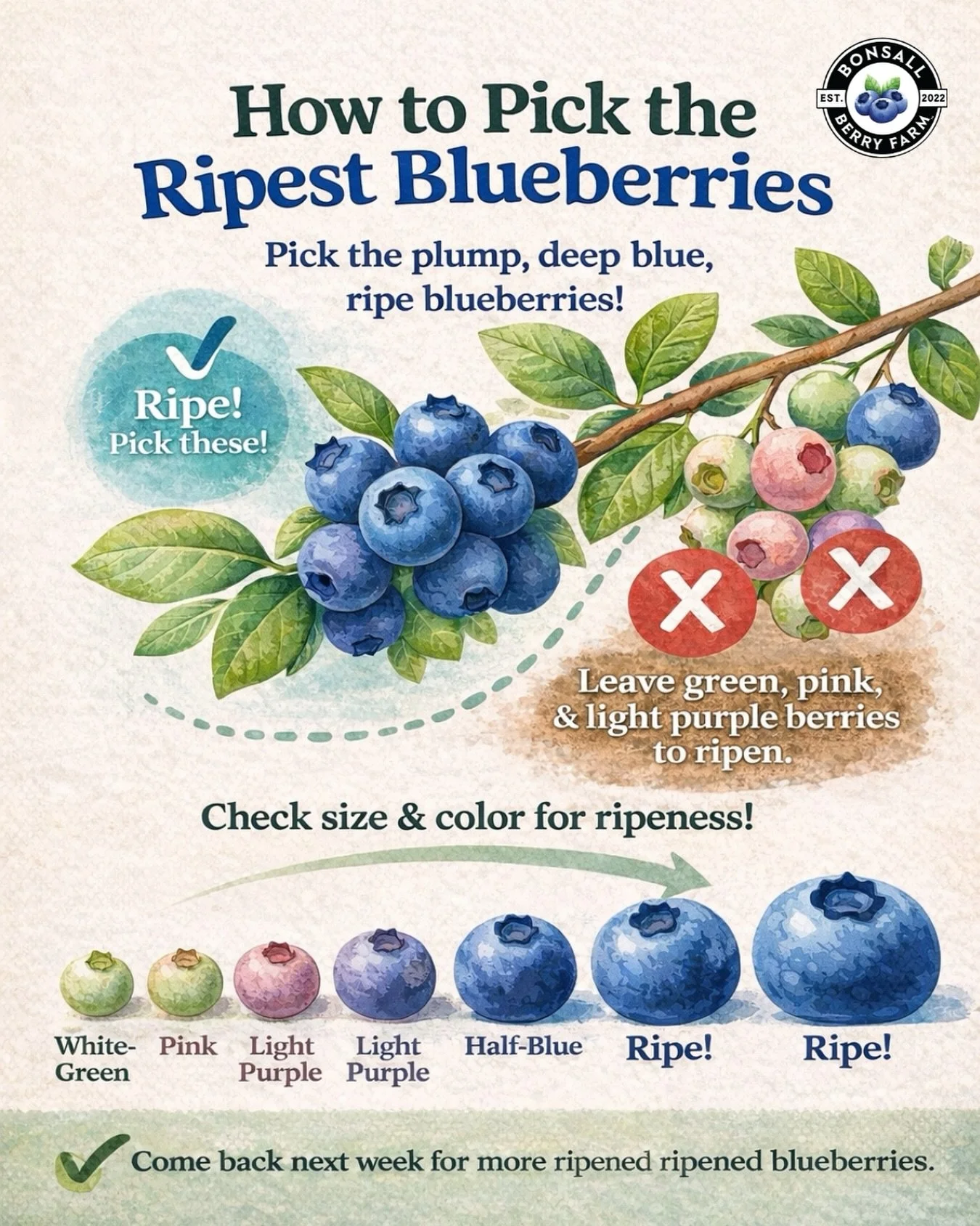 🫐Blueberry season is almost here! 🫐

You&rsquo;ll start seeing some awesome new signage around the farm to help guide you to the ripest, ready-to-pick berries&mdash;while giving the younger ones time to grow for the next lucky picker.

Just a heads