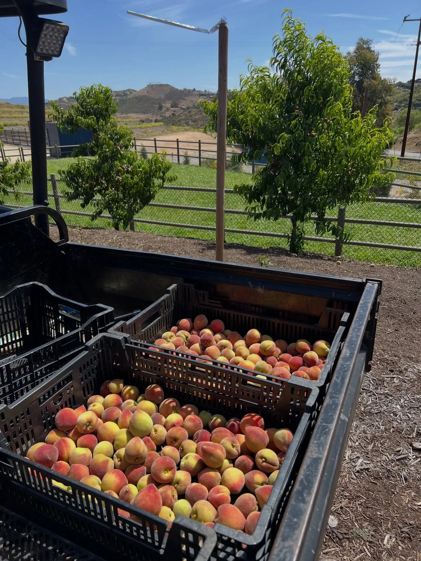 Thankful for abundant harvests we are able to donate to our neighbors in need. In partnership with our sister non-profit @agrarianinstitute !